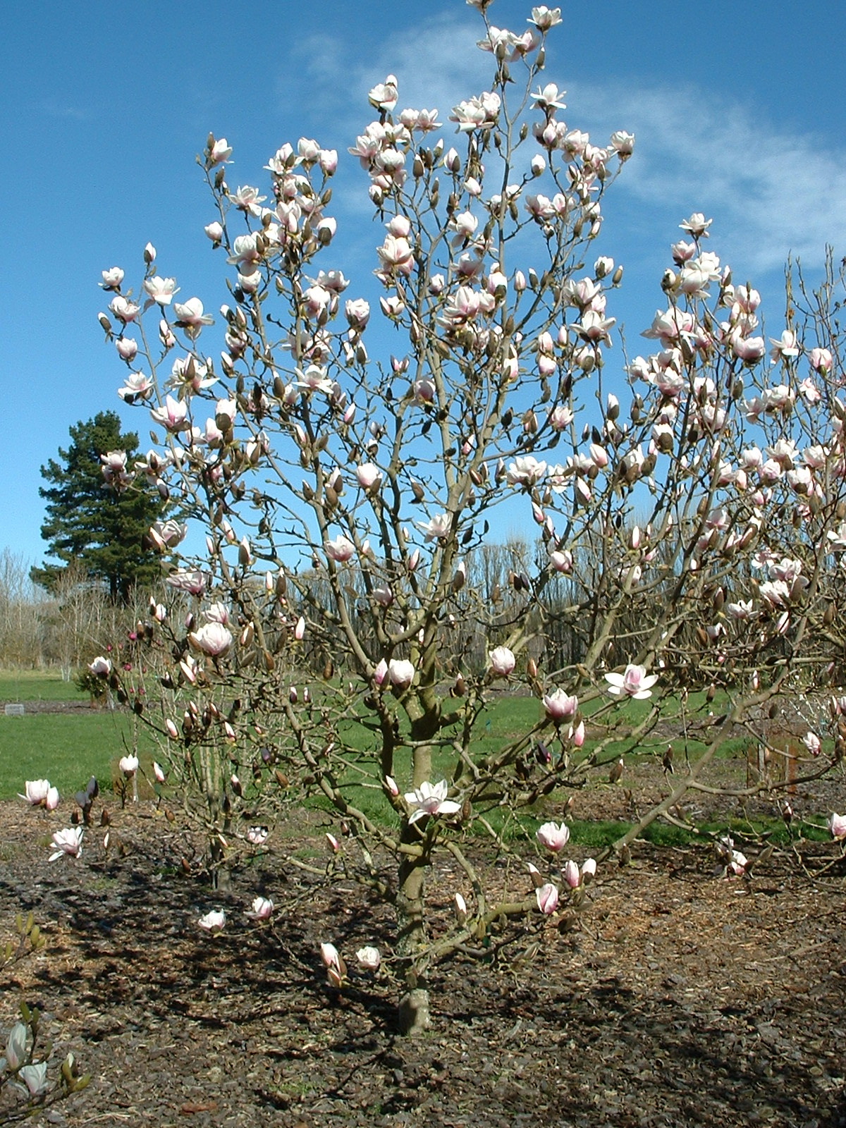 Magnolia Milky Way 1