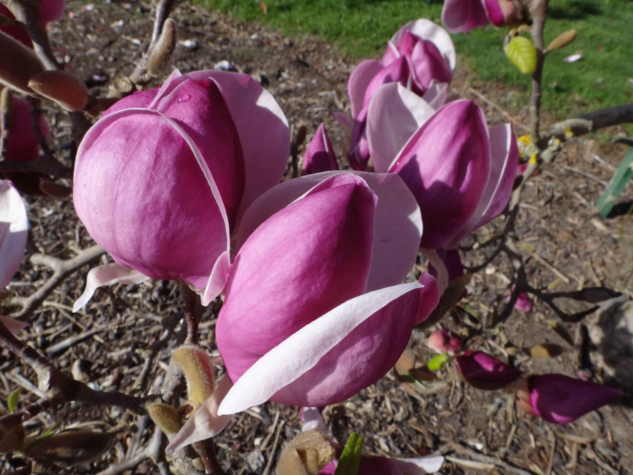Magnolia Nancy 1