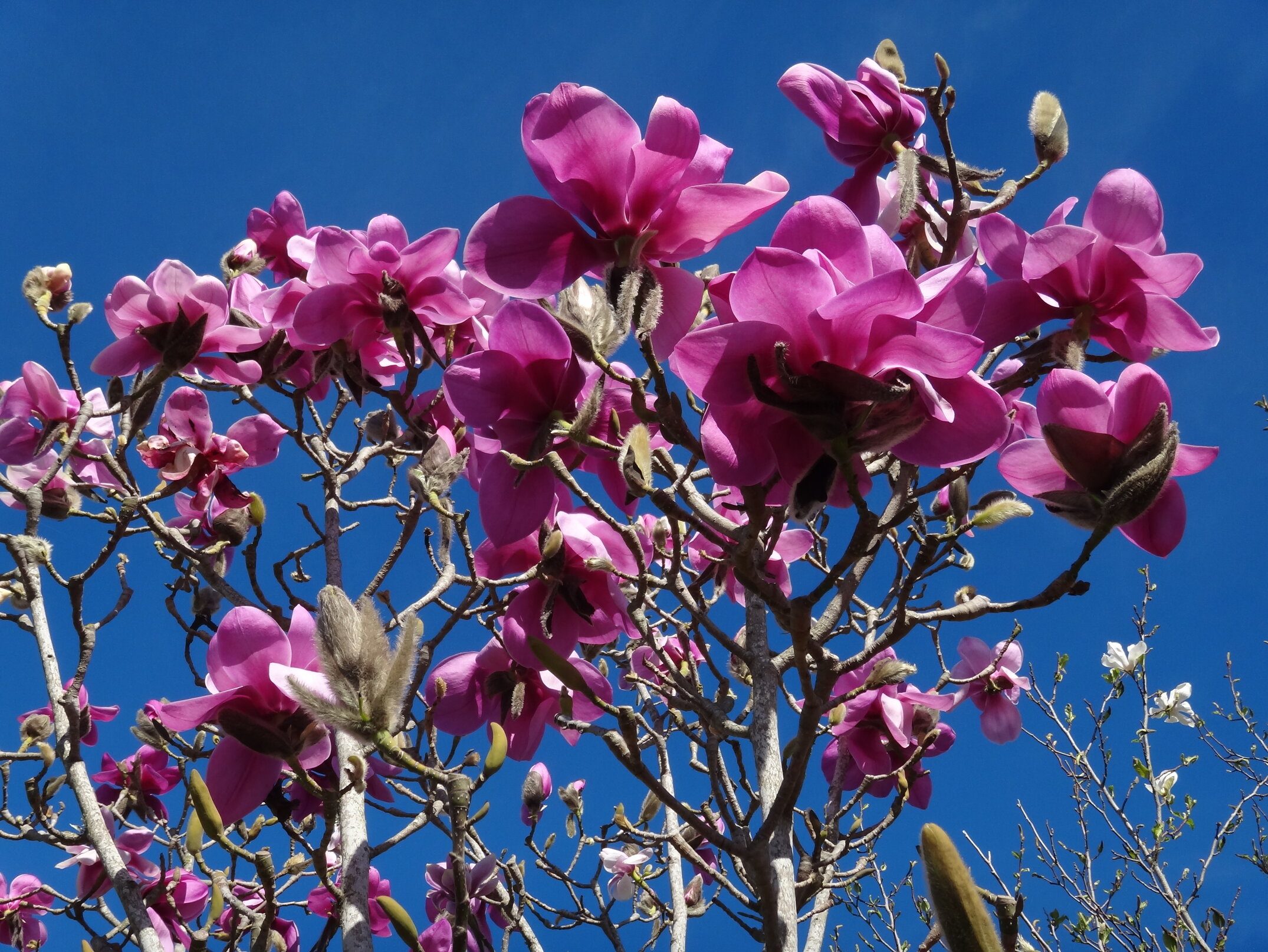 Magnolia New Purple Caerhays 1