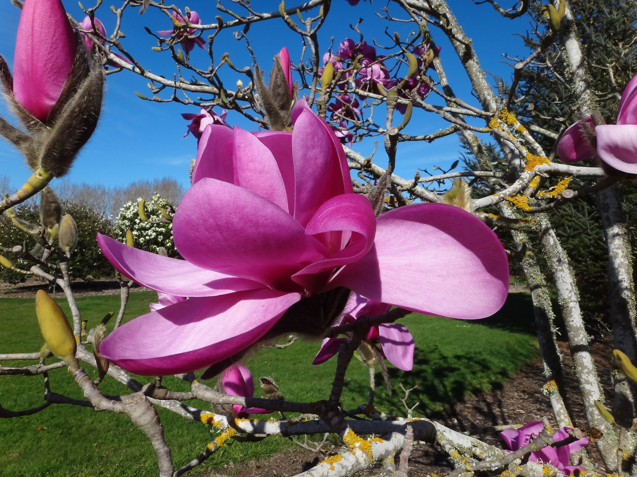 Magnolia New Purple Caerhays 2