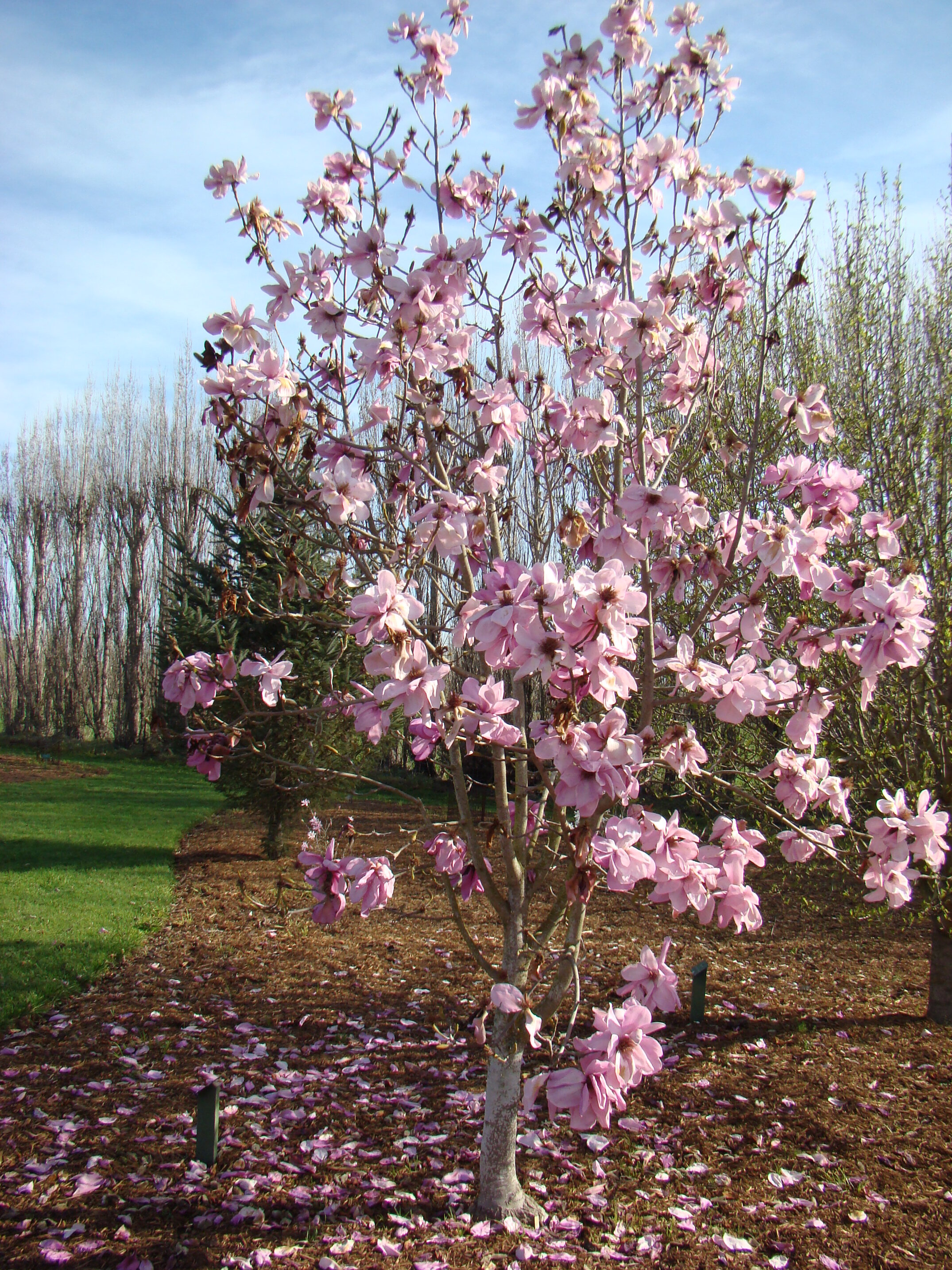 Magnolia New Purple Caerhays 3
