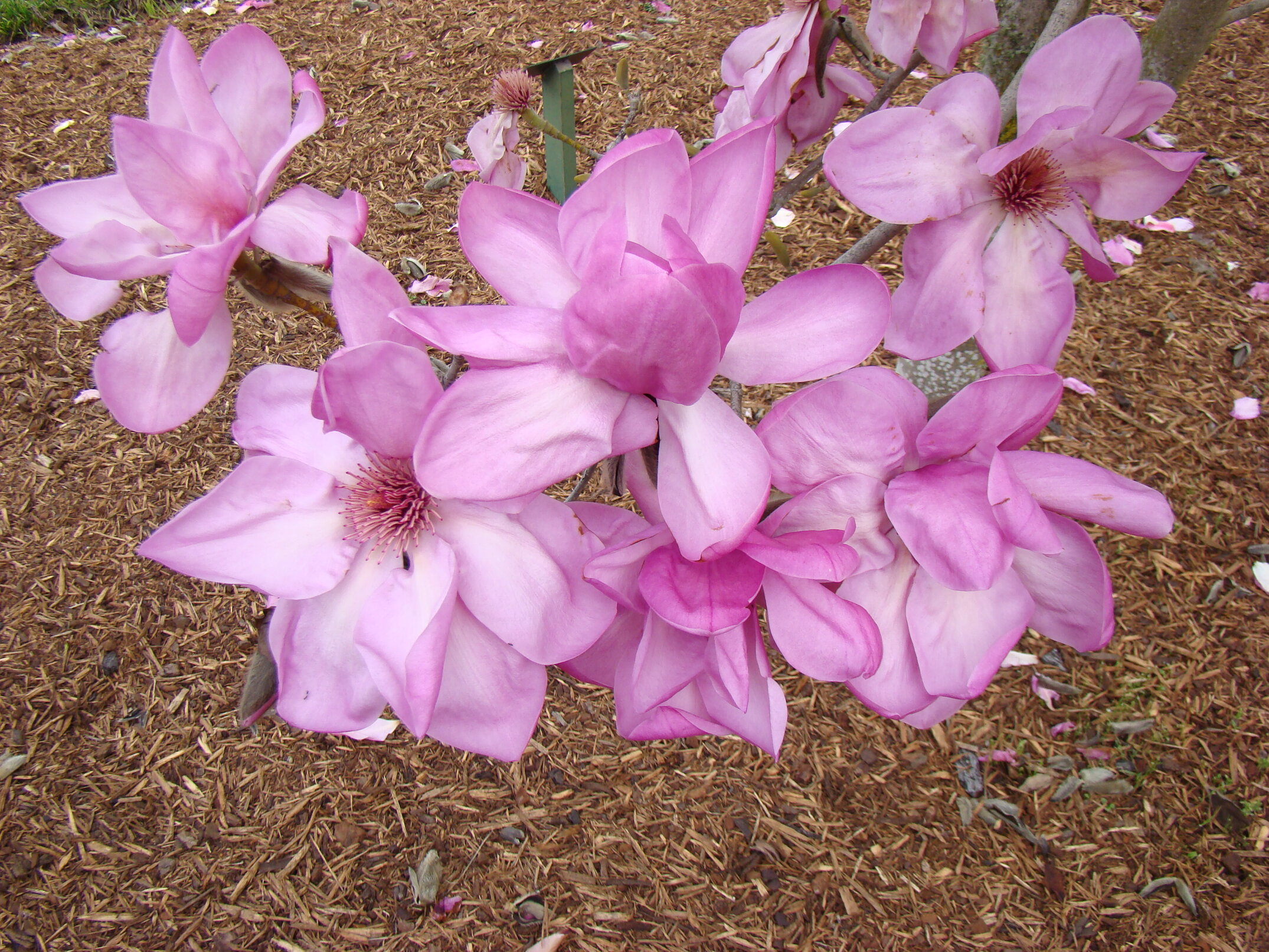 Magnolia New Purple Caerhays 4