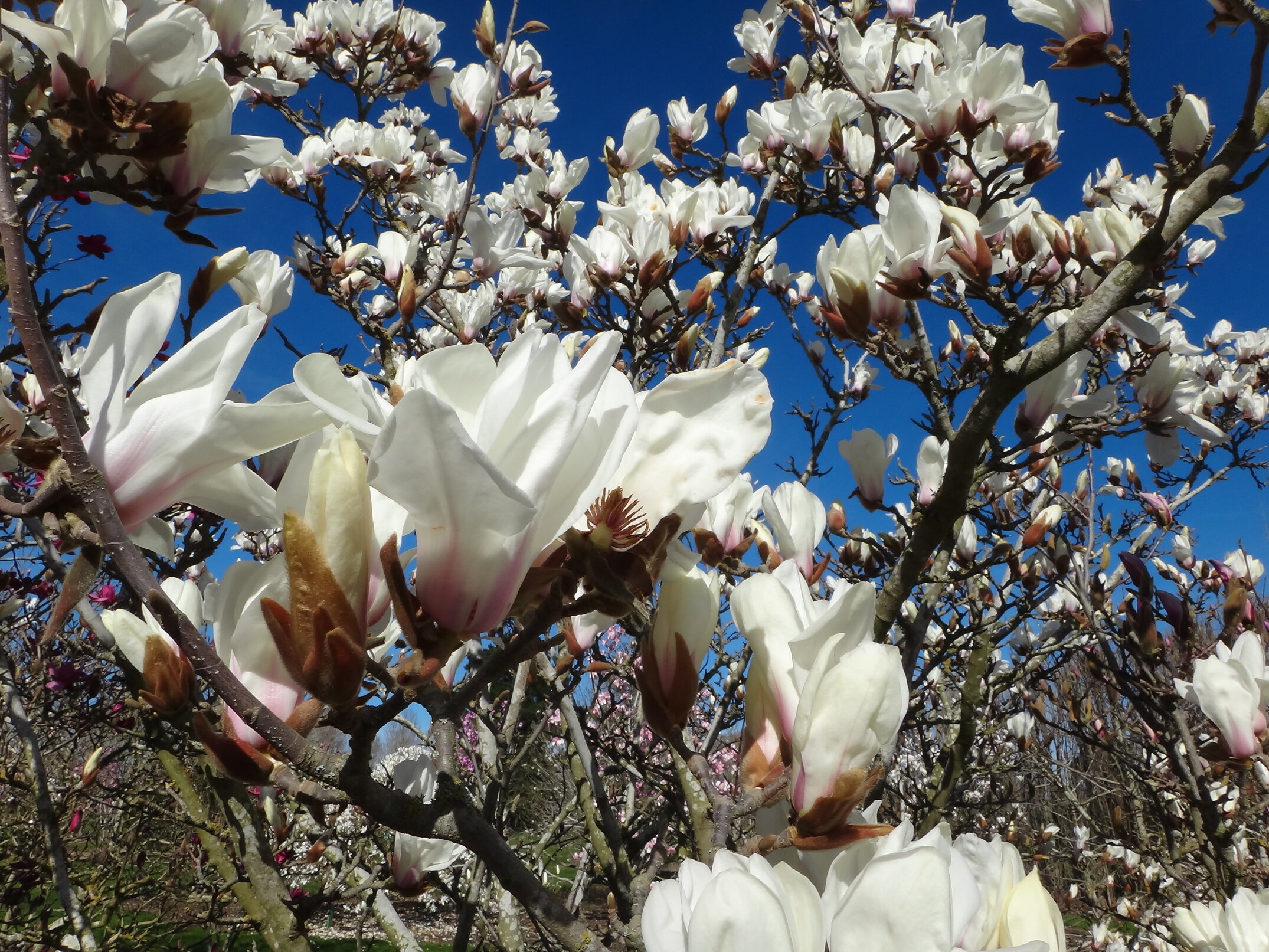 Magnolia Pegasus 2