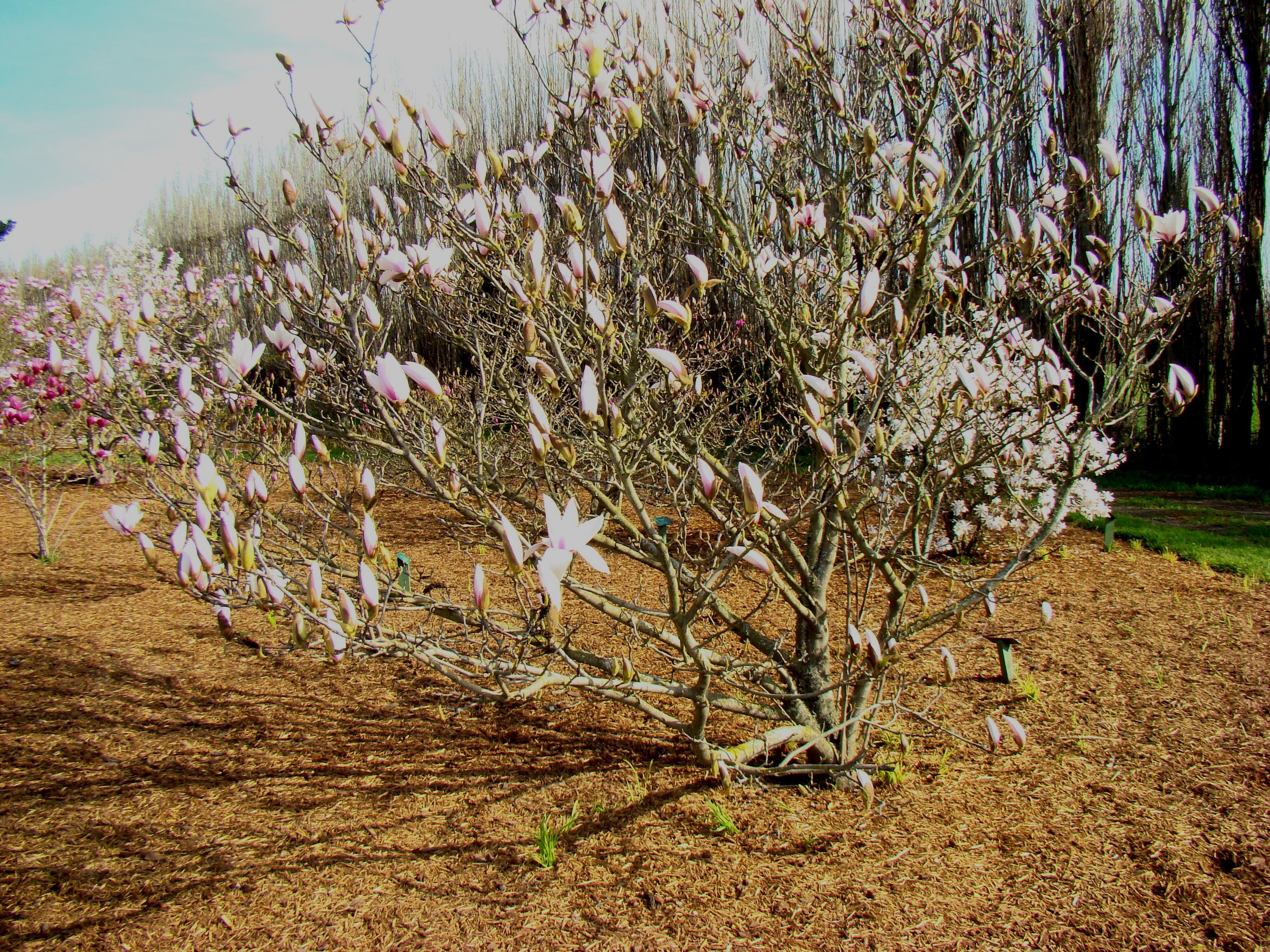 Magnolia Peppermint Stick 1