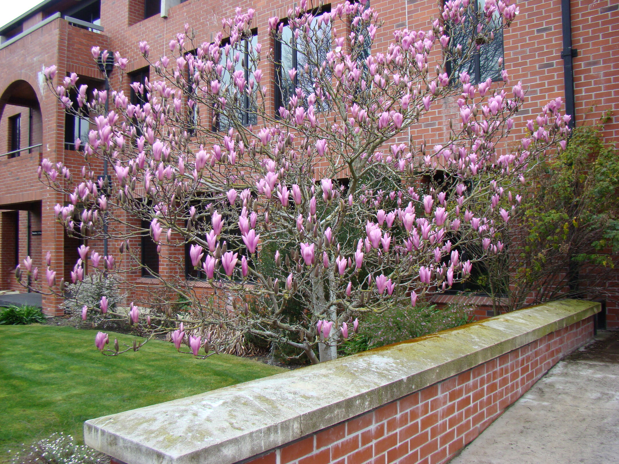Magnolia Picture 1