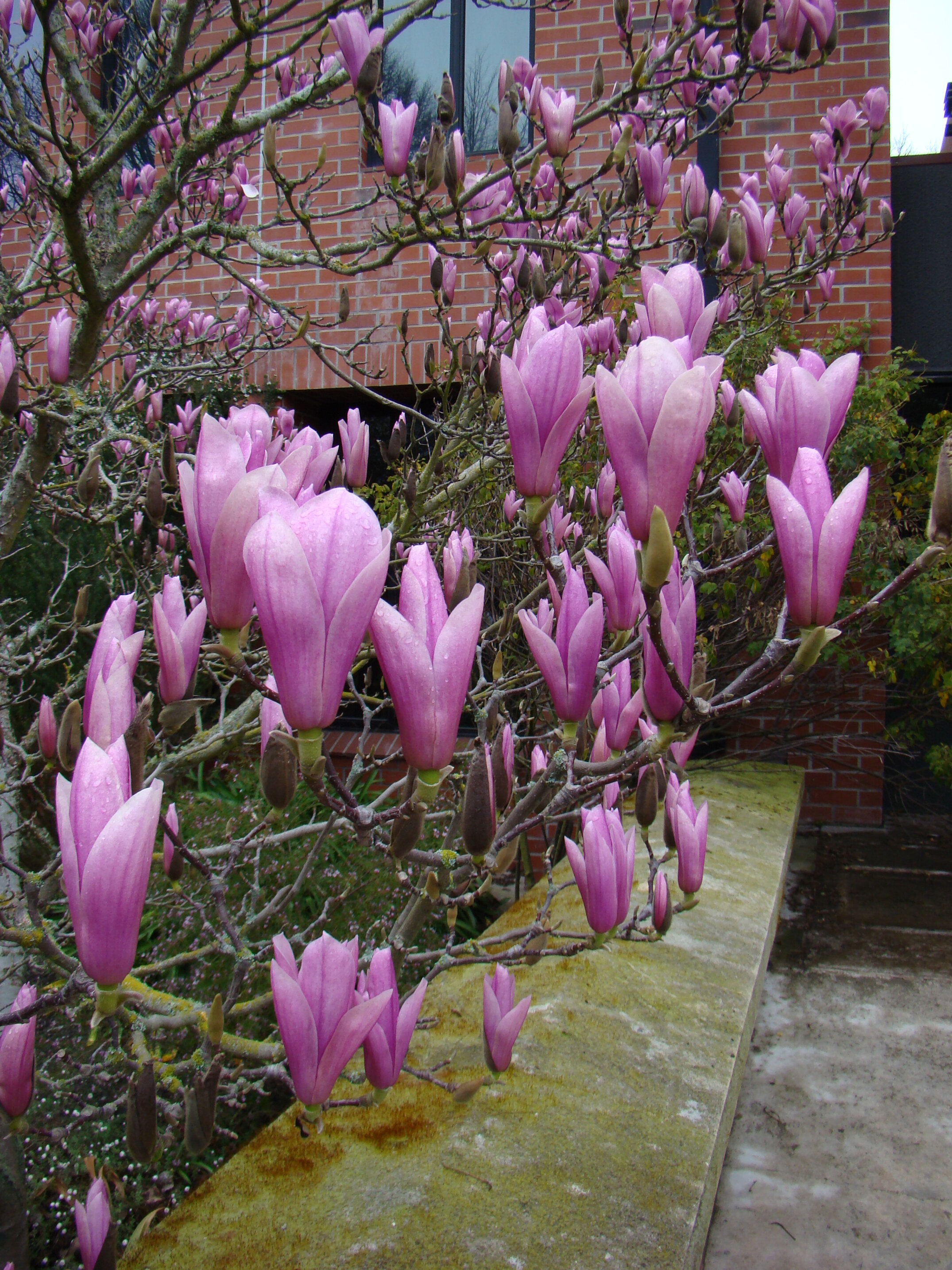Magnolia Picture 2