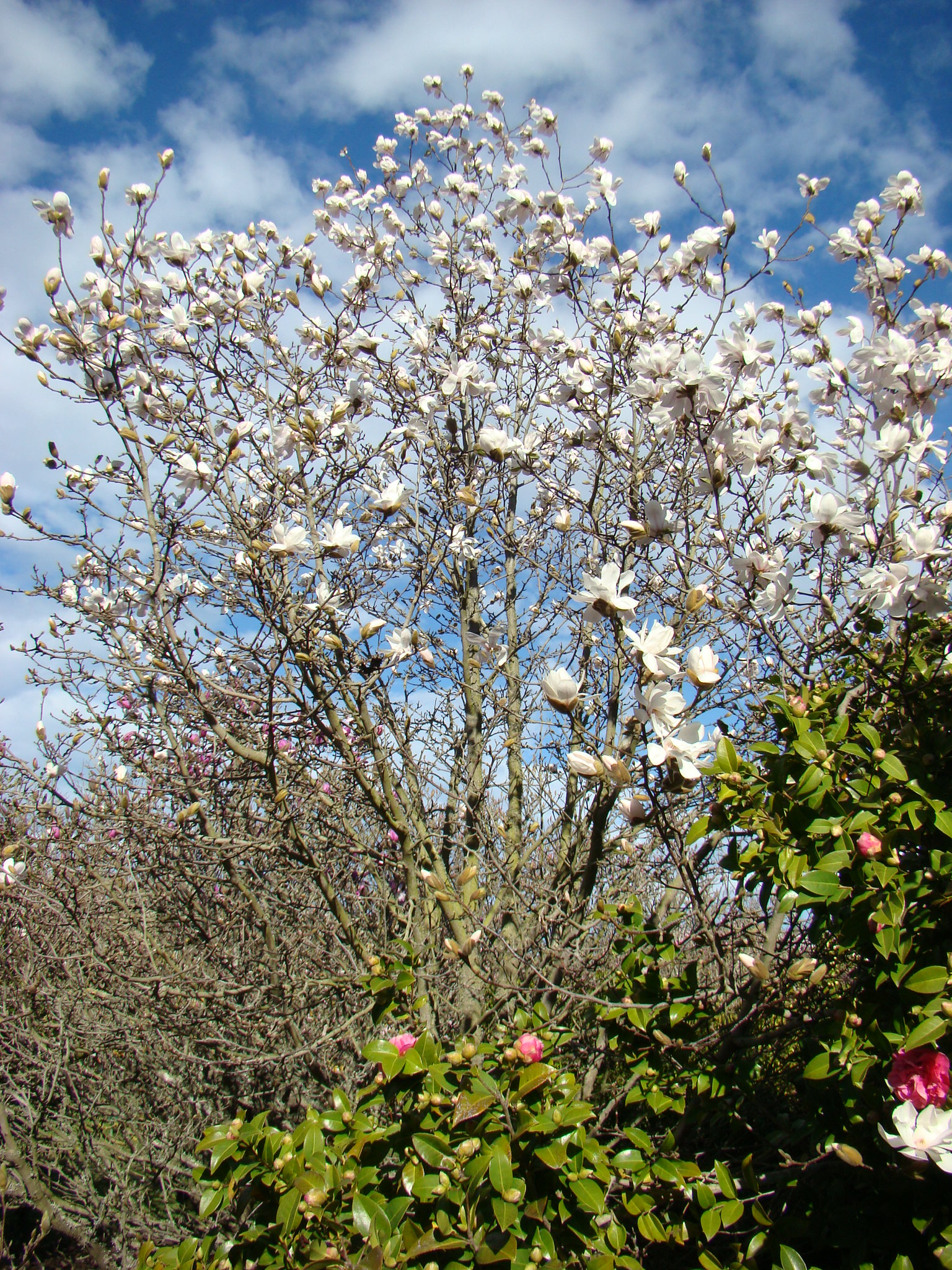 Magnolia Pinkie 1