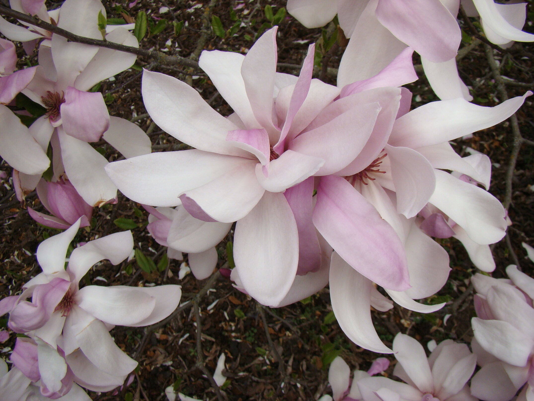 Magnolia Pinkie 3