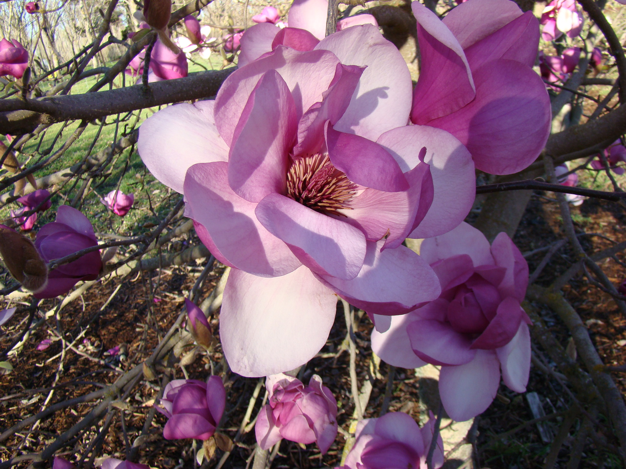 Magnolia Princess Margaret 2