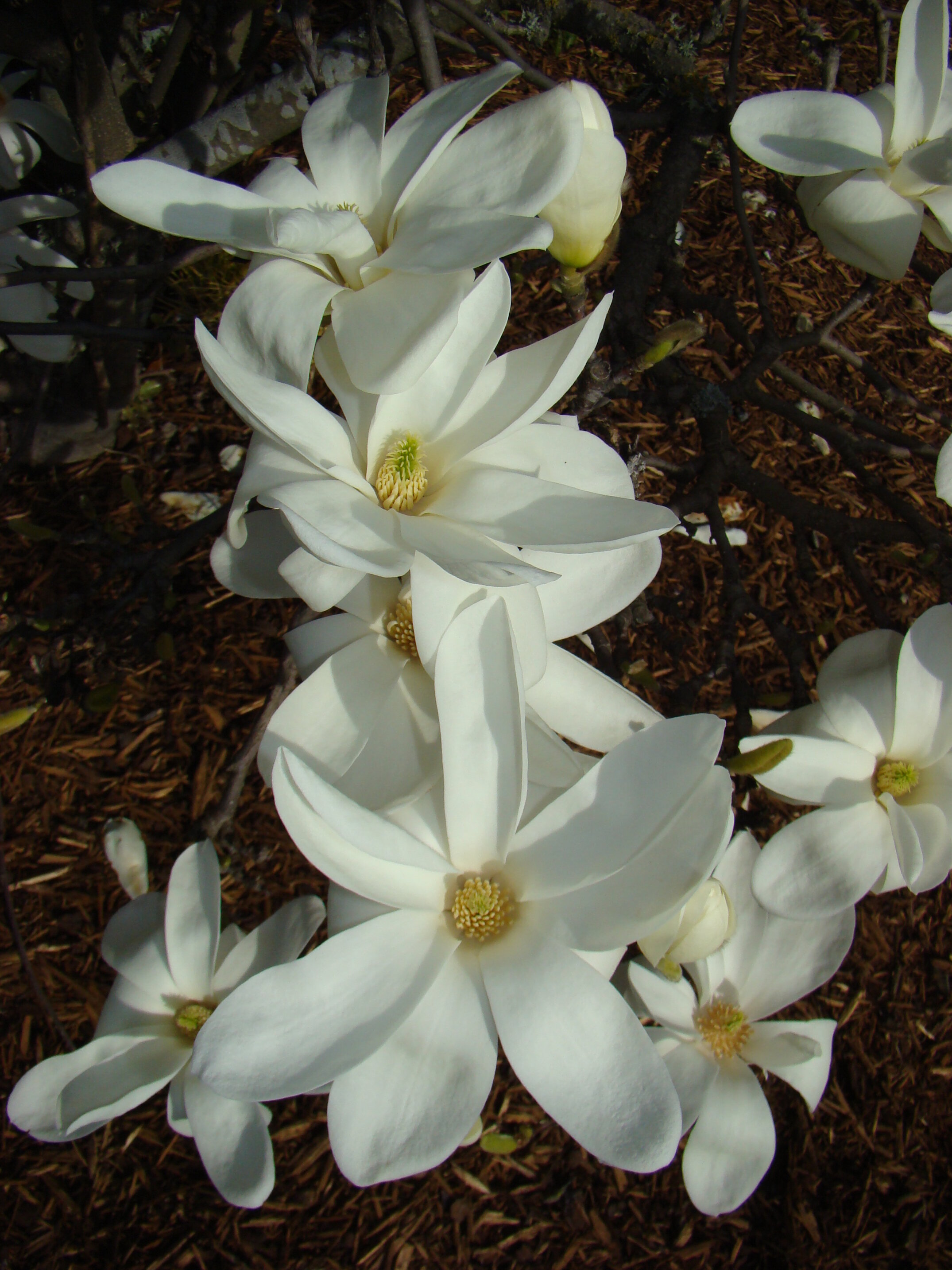 Magnolia Pristine 1