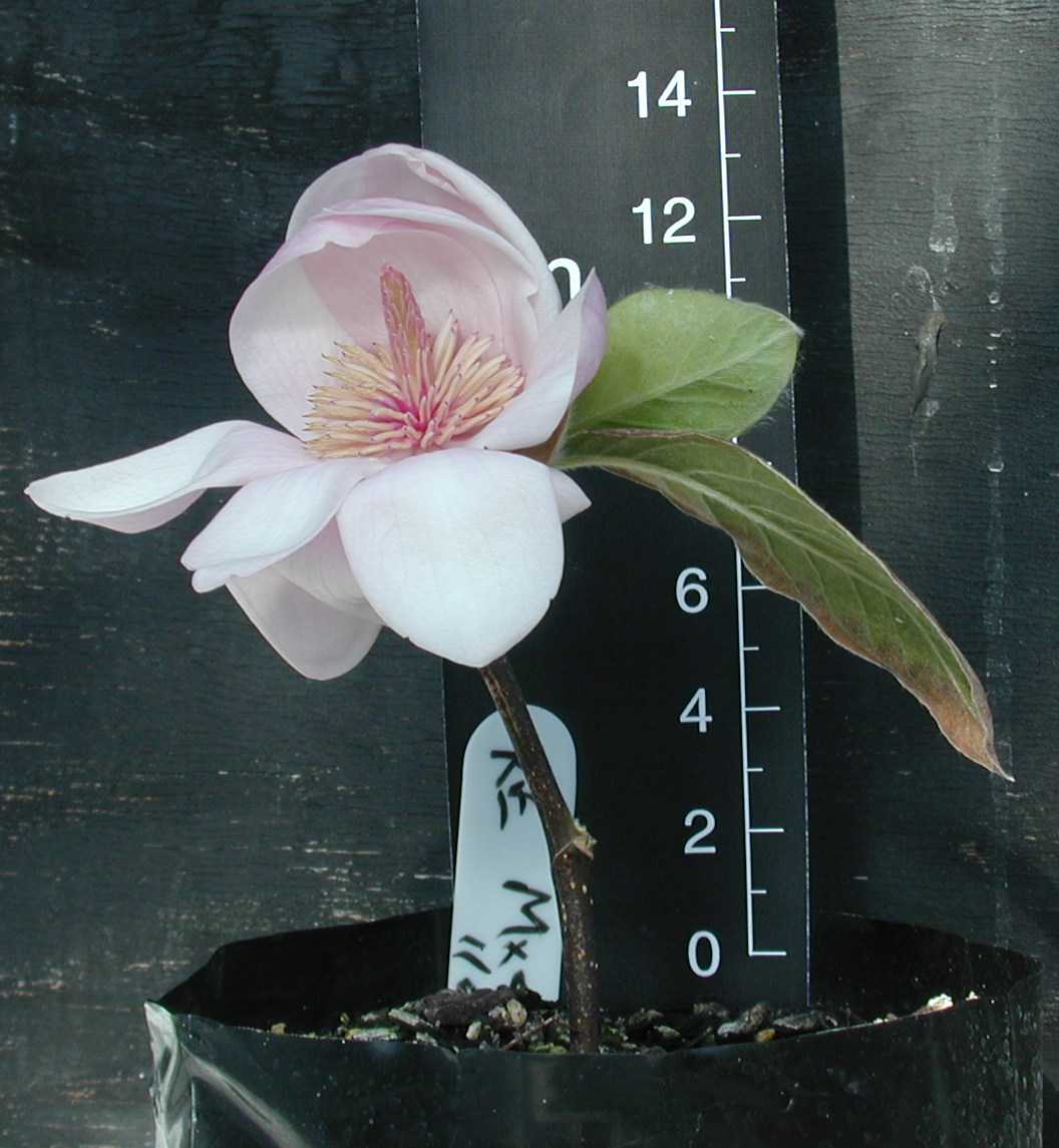 Magnolia propagation 1