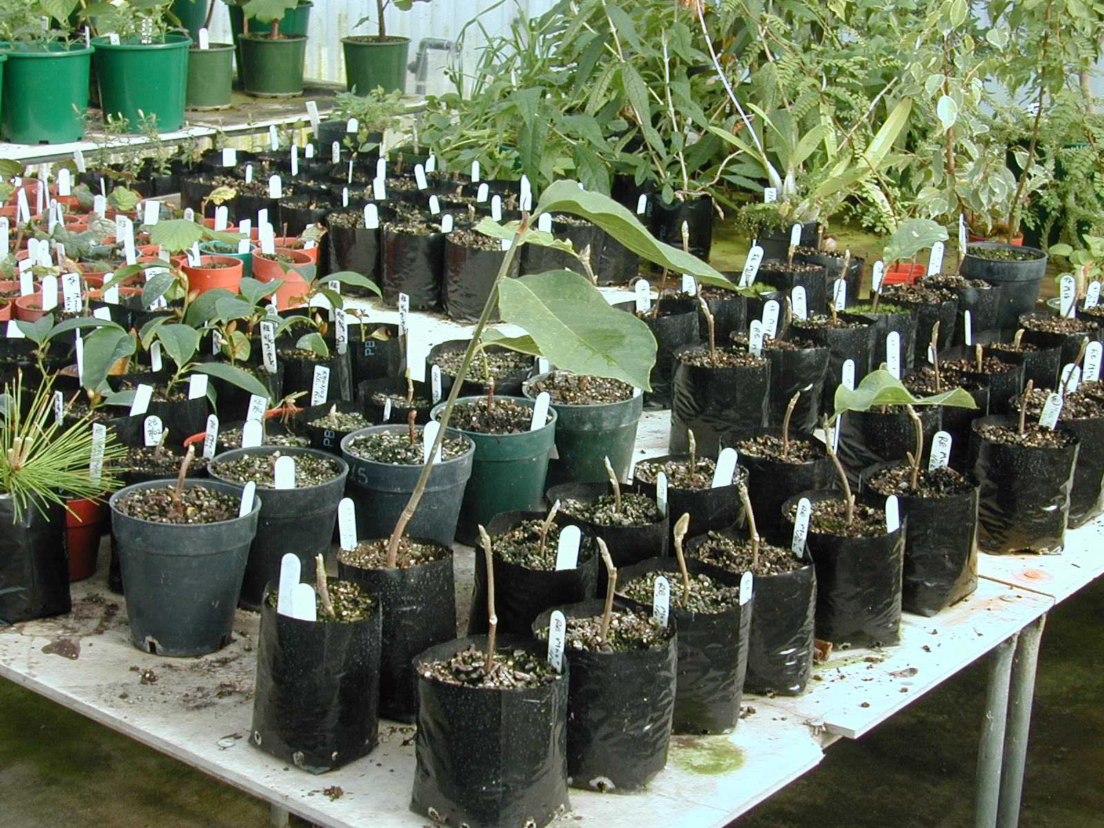 Magnolia propagation 2
