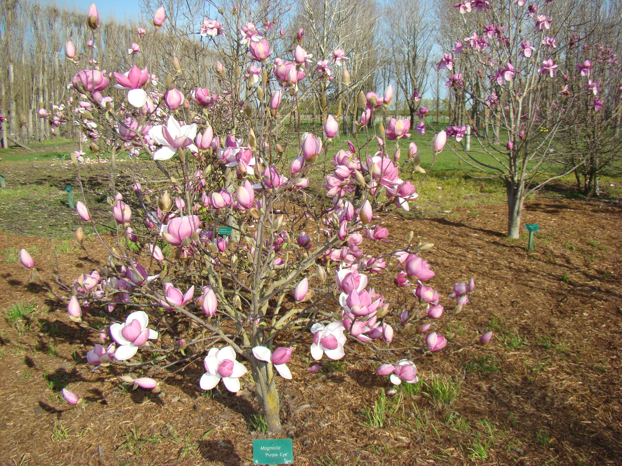 Magnolia Purple Eye 1