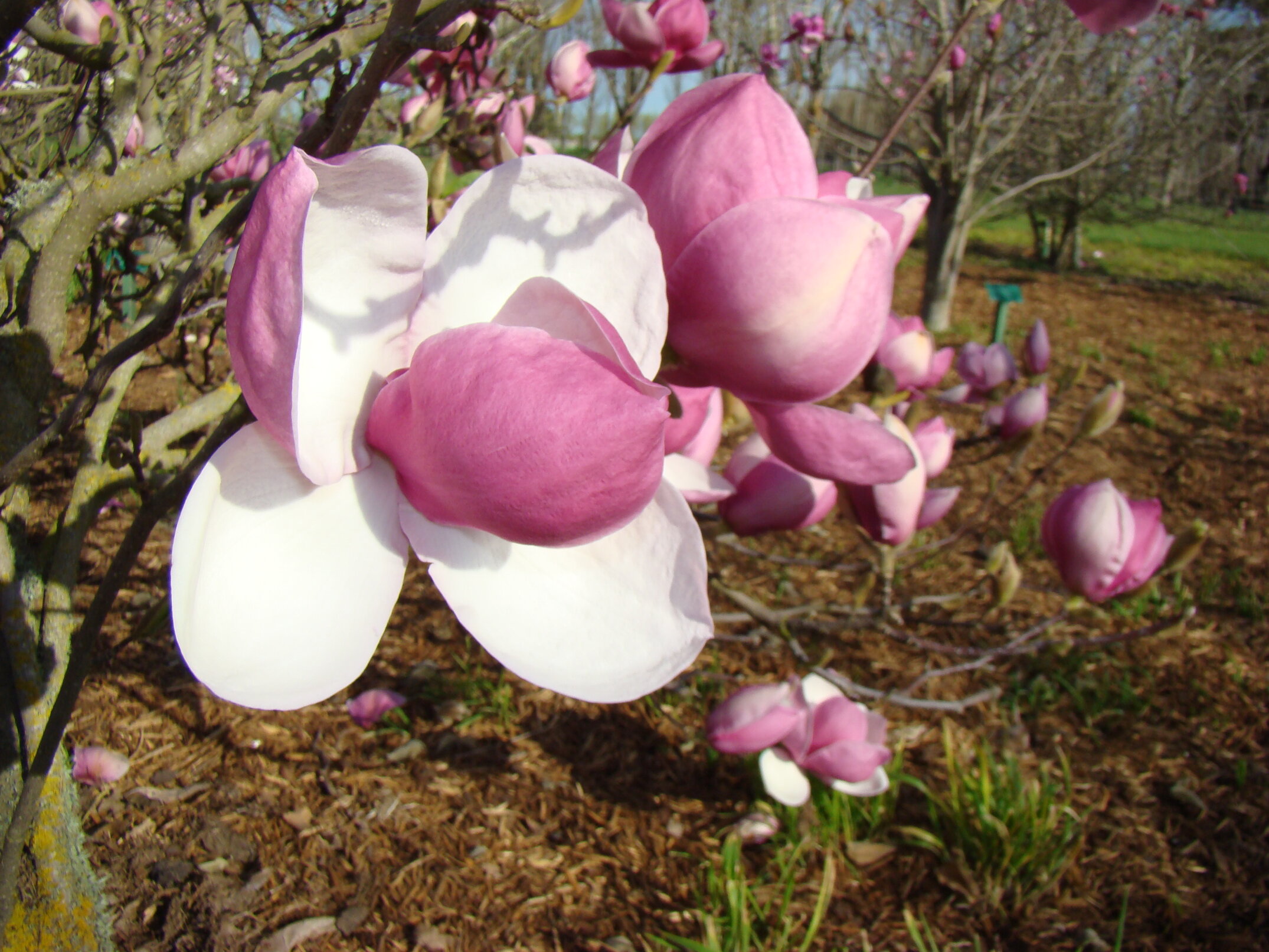 Magnolia Purple Eye 2