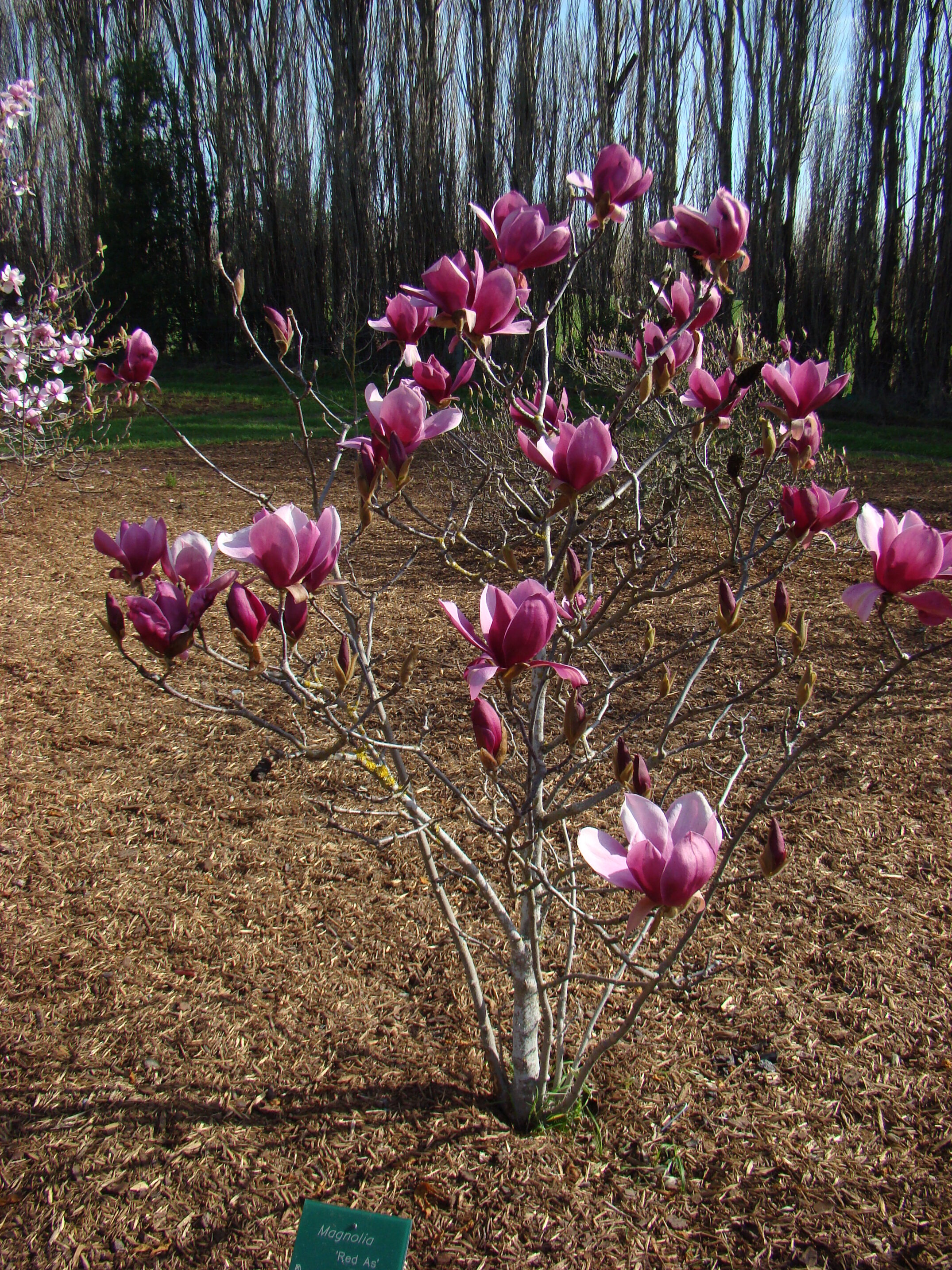Magnolia Red As 1