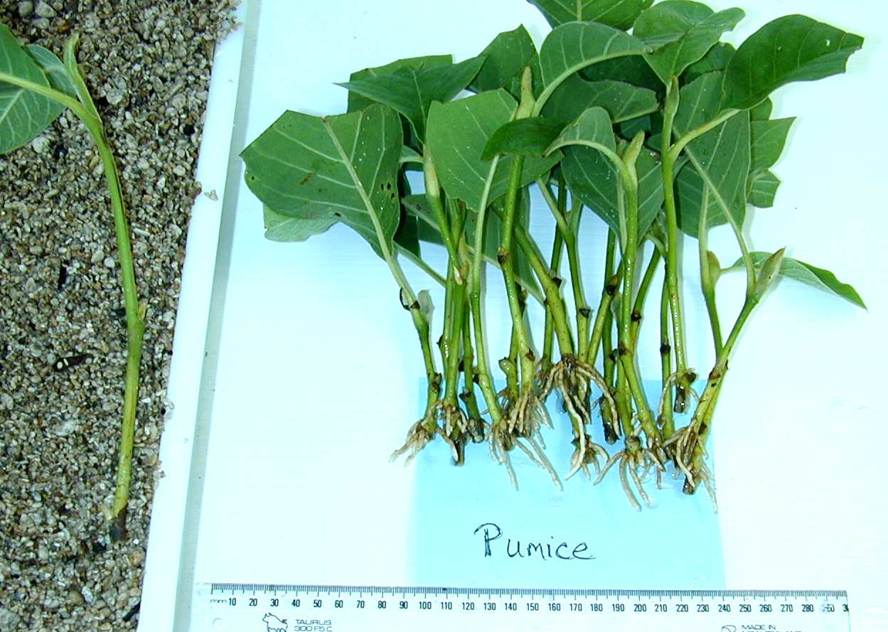 Magnolia roots in pumice 2