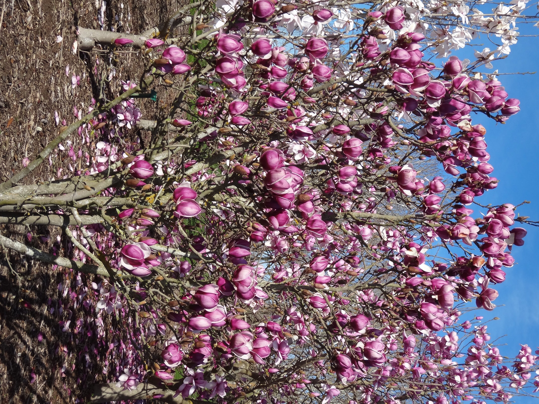 Magnolia Roslyn 1