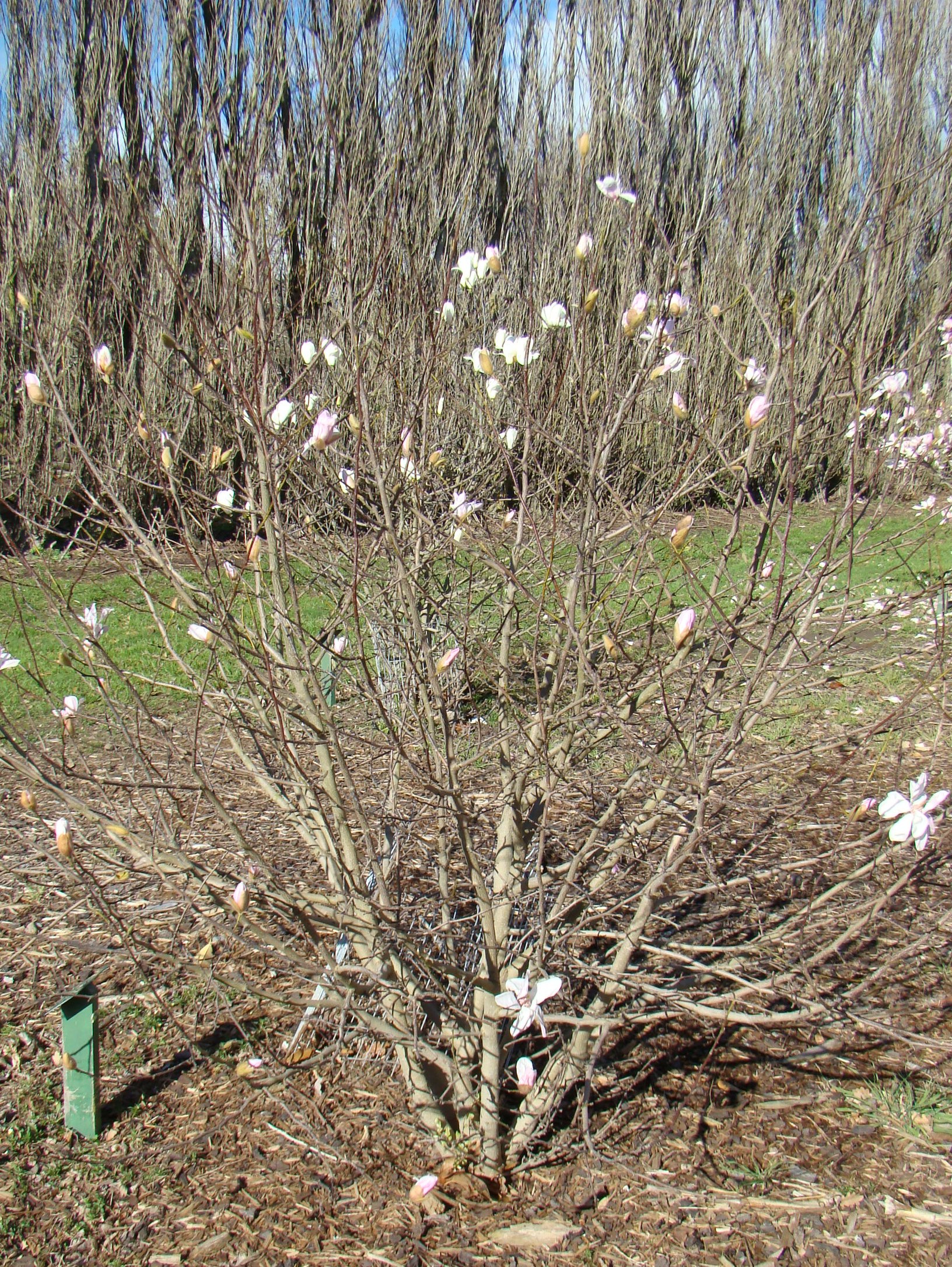 Magnolia Rouged Alabaster 1