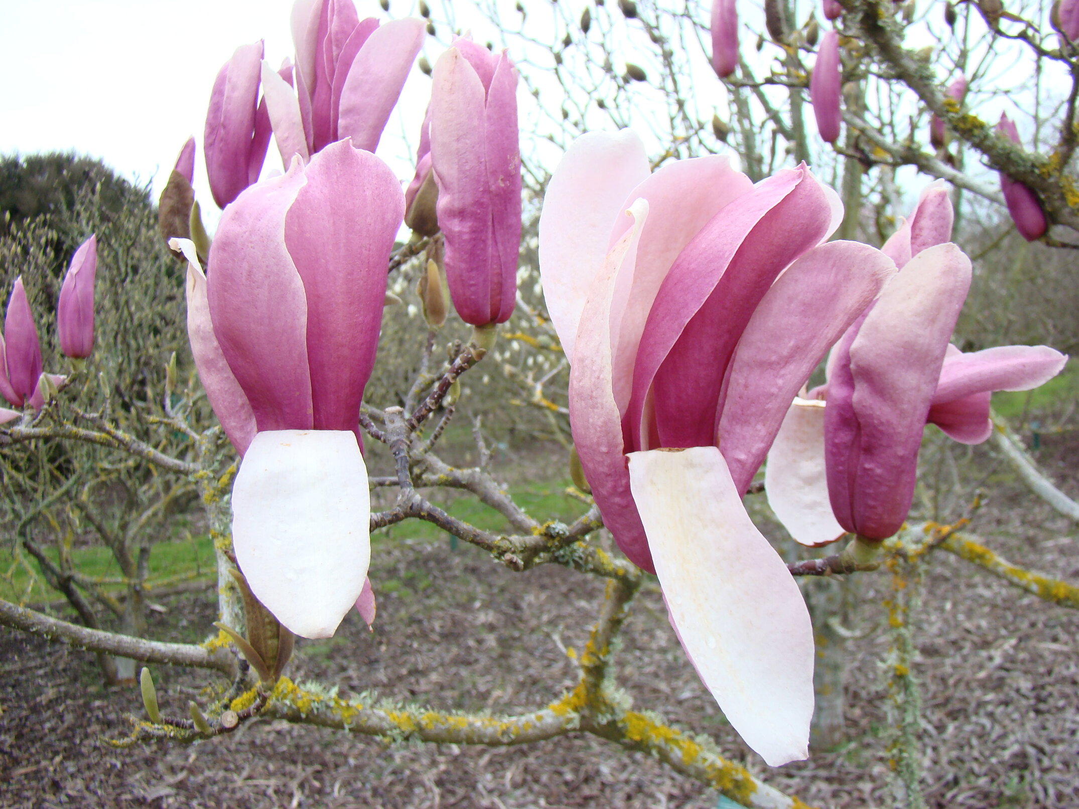 Magnolia Royal Crown 1