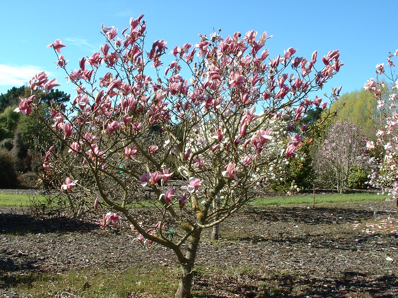 Magnolia Royal Crown 2