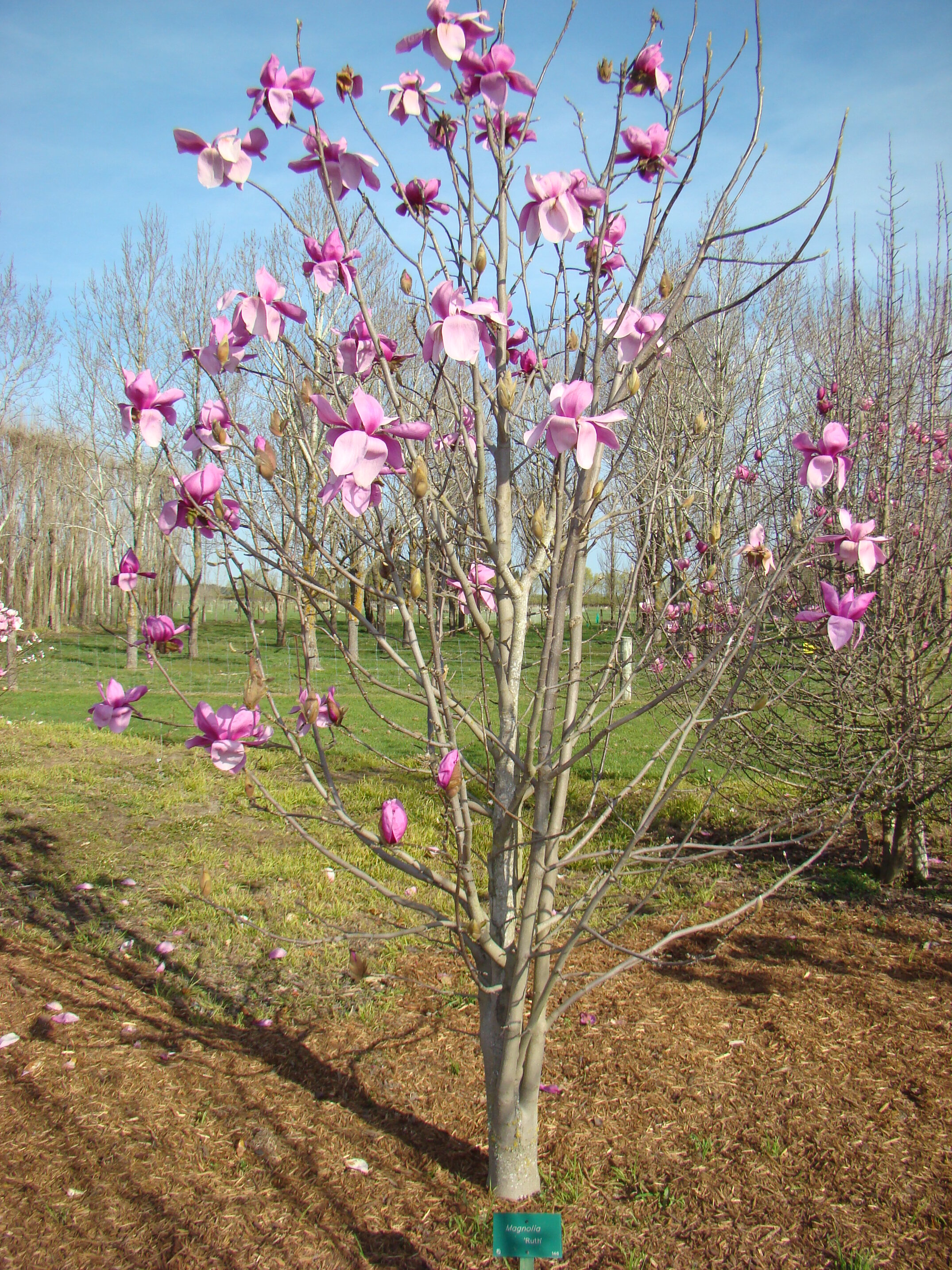 Magnolia Ruth 1