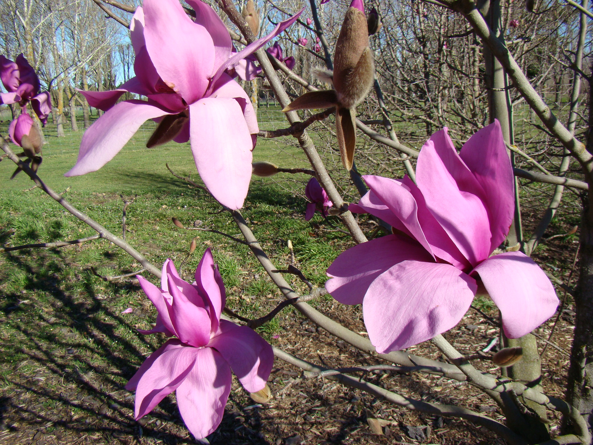 Magnolia Ruth 2