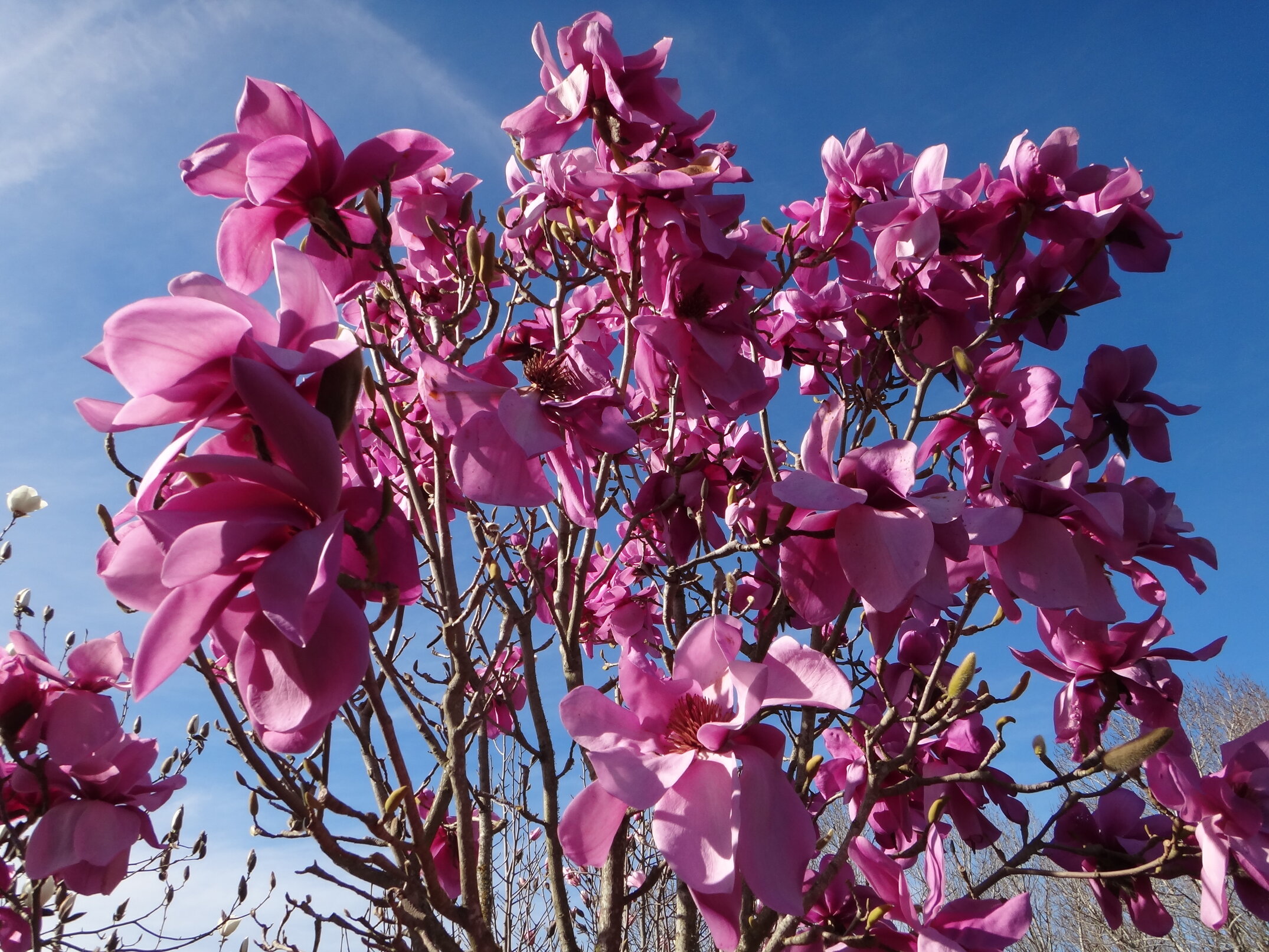 Magnolia sargentiana Dark Form 1