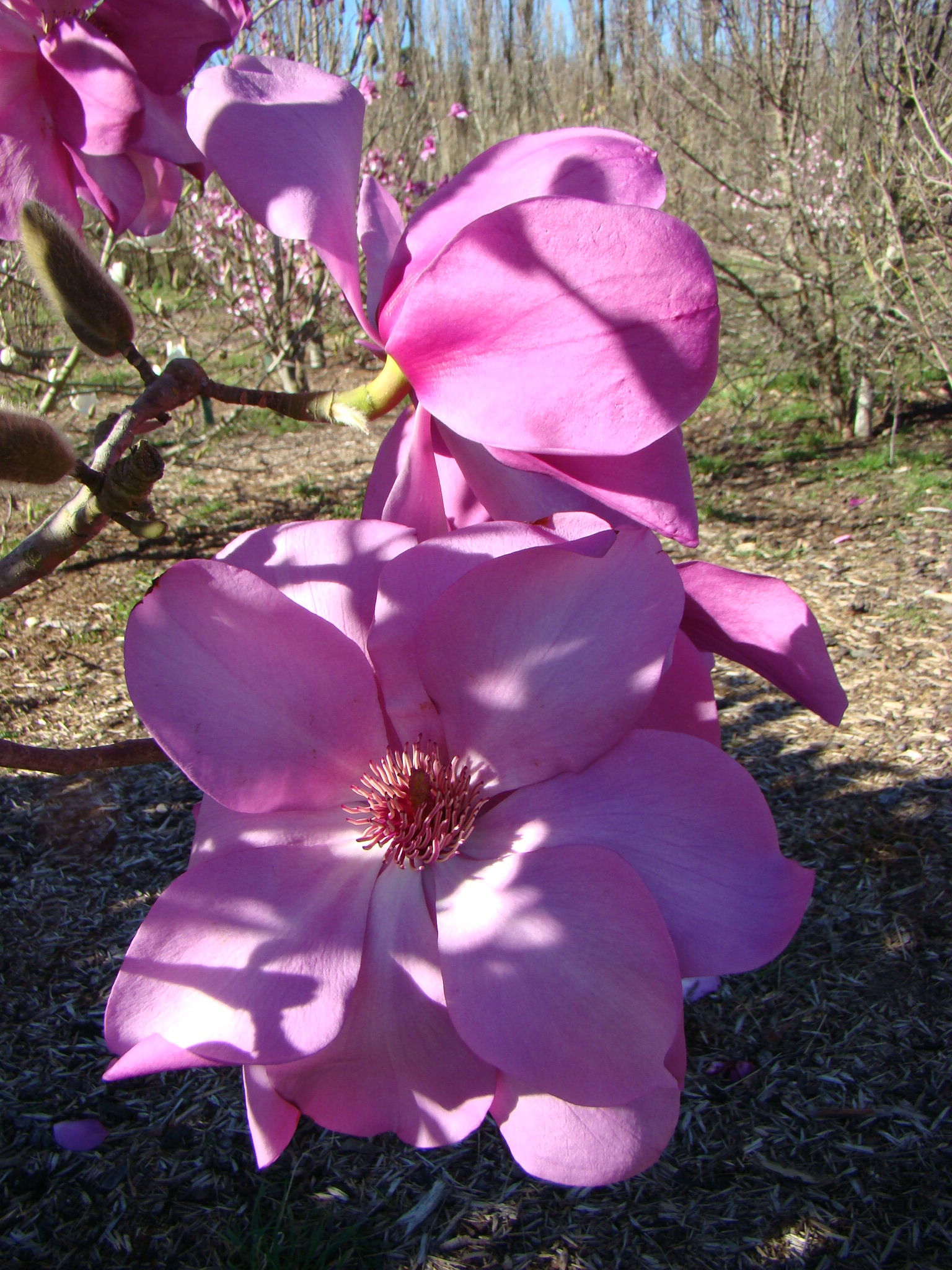 Magnolia sargentiana Dark Form 2