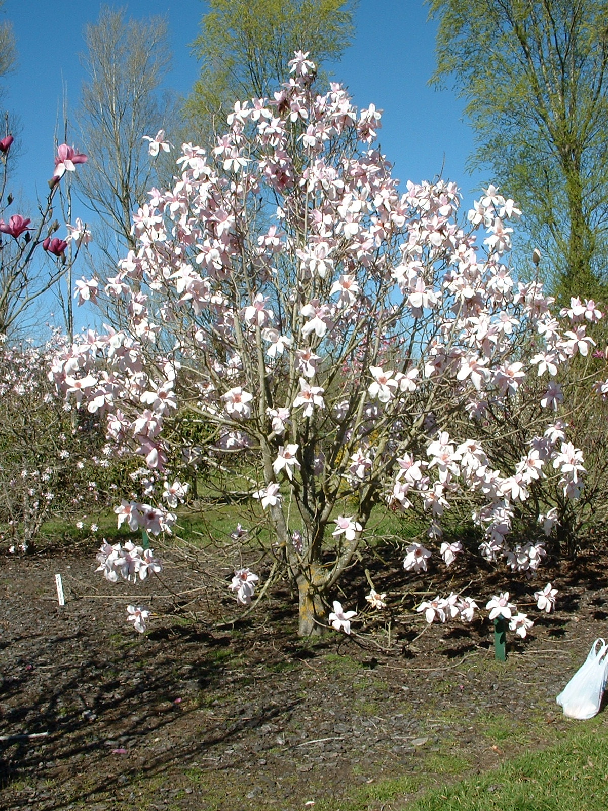 Magnolia sargentiana var robusta 1
