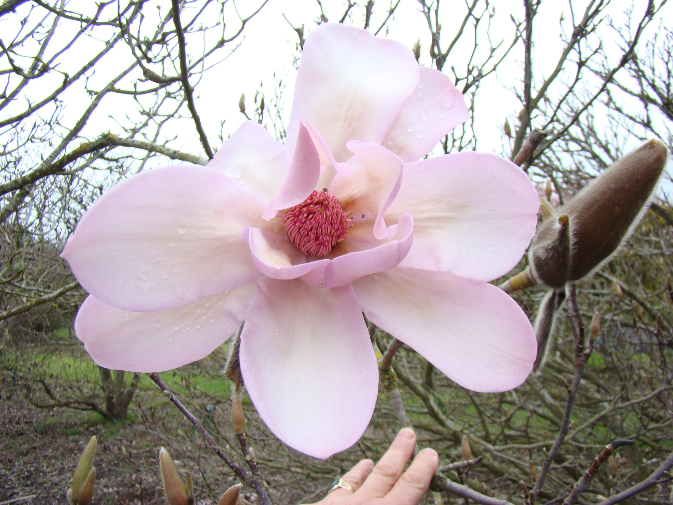 Magnolia sargentiana var. robusta 2