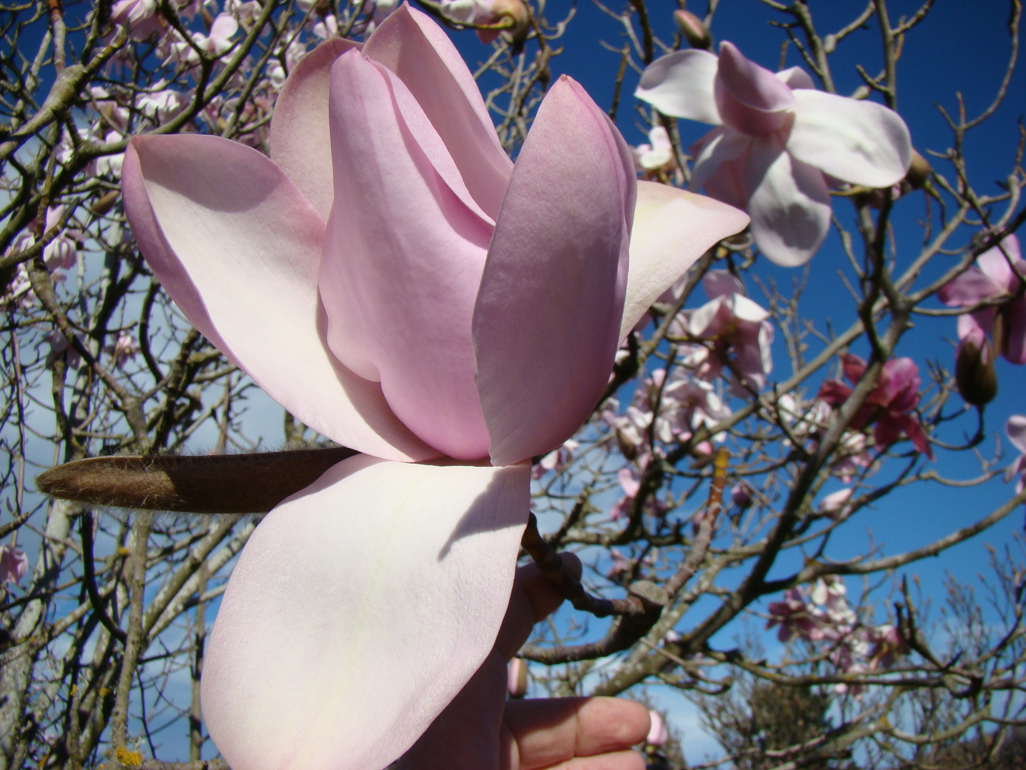 Magnolia sargetiana var. robusta 3