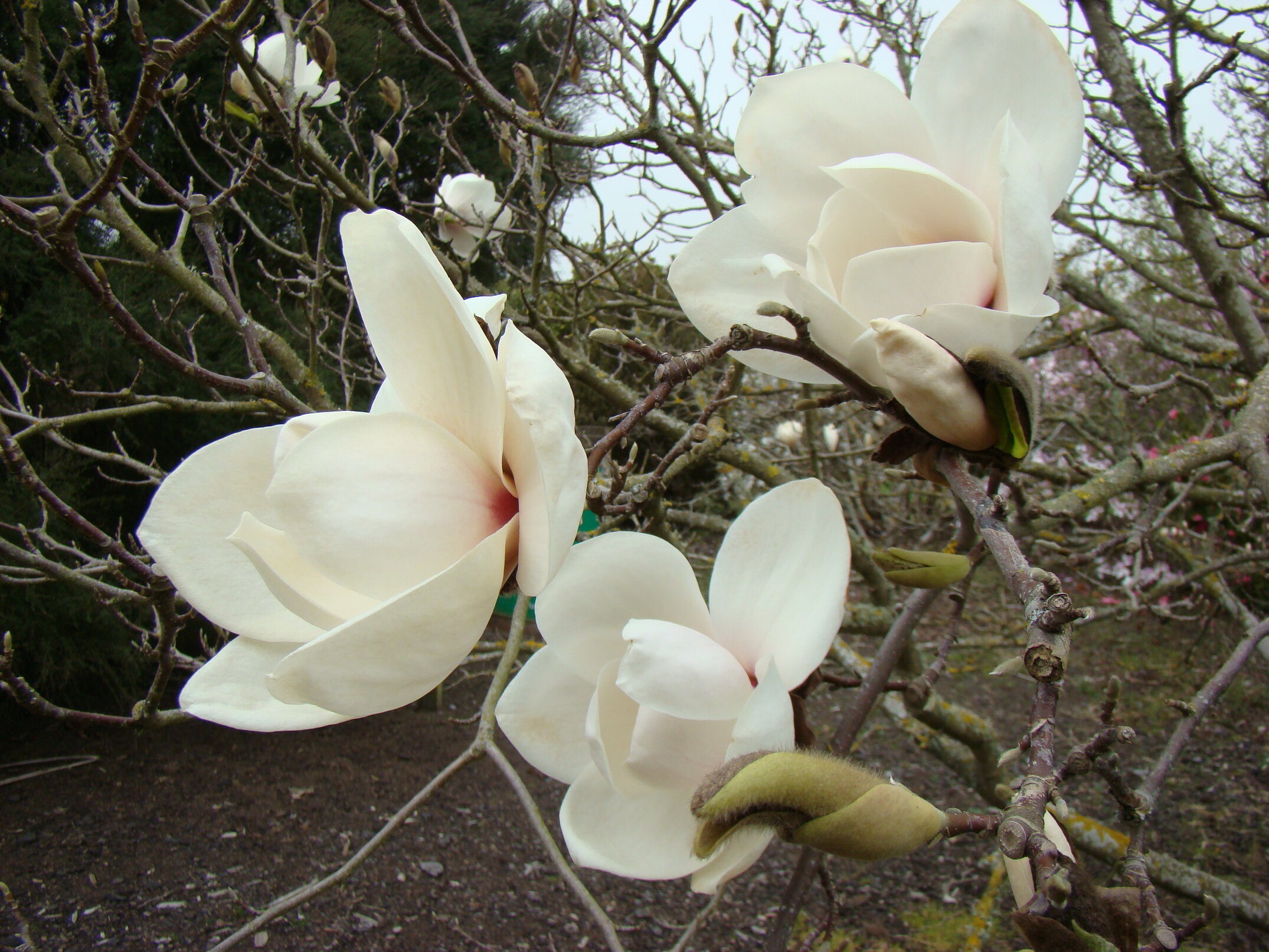 Magnolia Sayonara 1