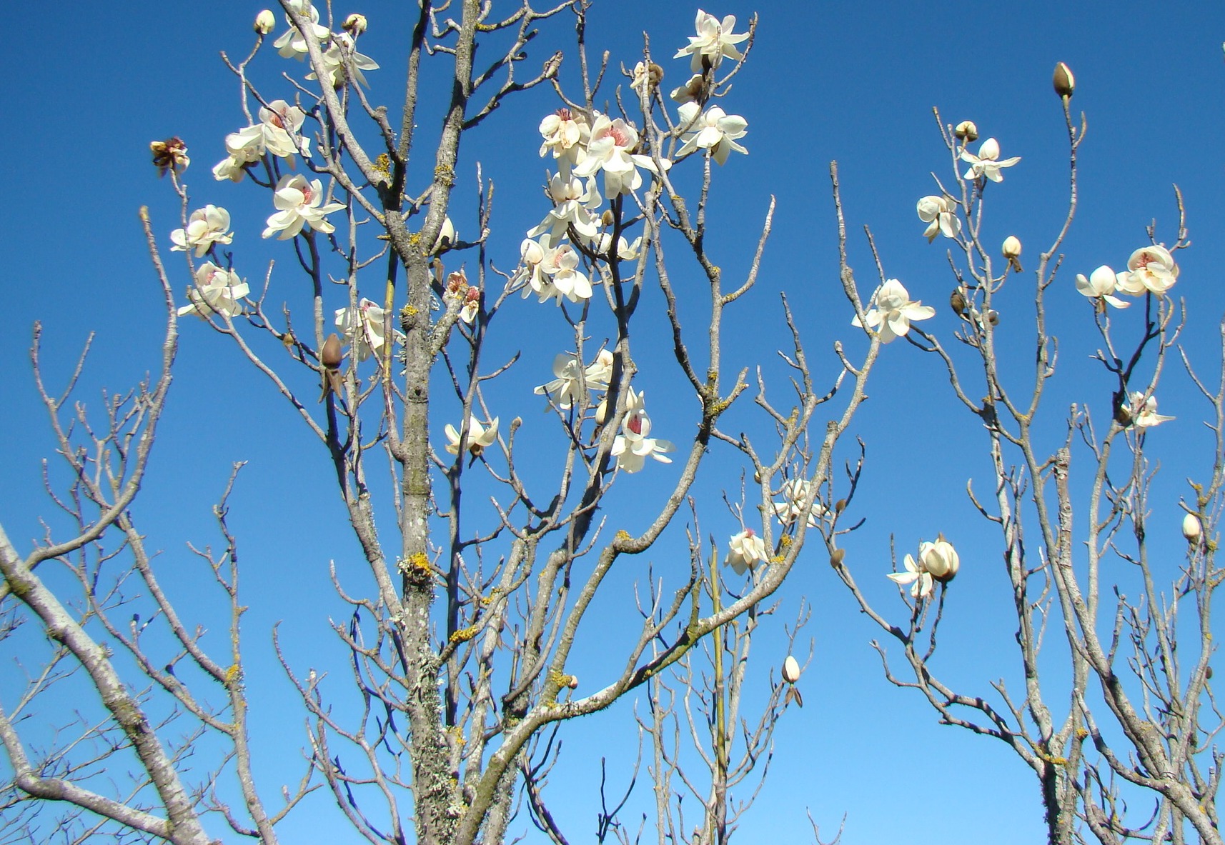Magnolia Serene 2