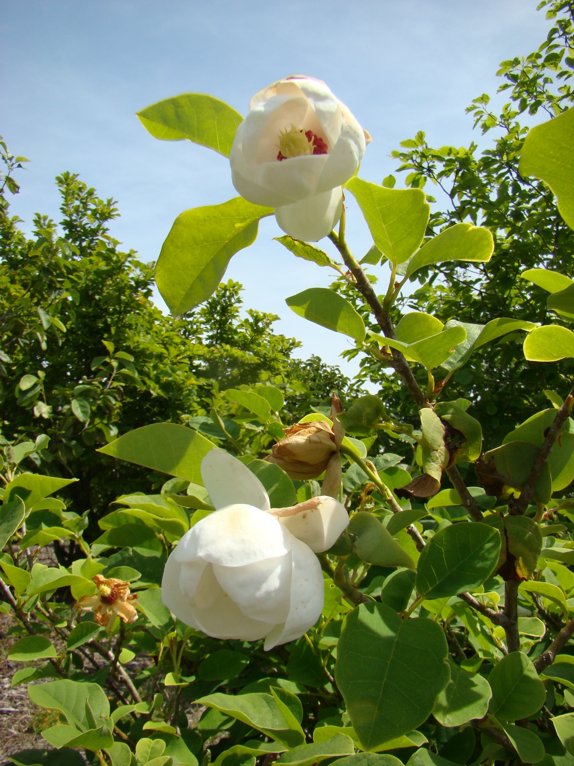Magnolia sieboldii 1