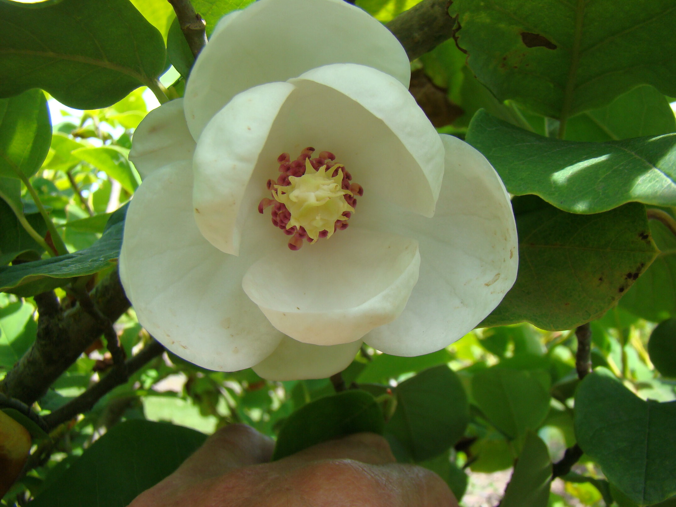 Magnolia sieboldii 2