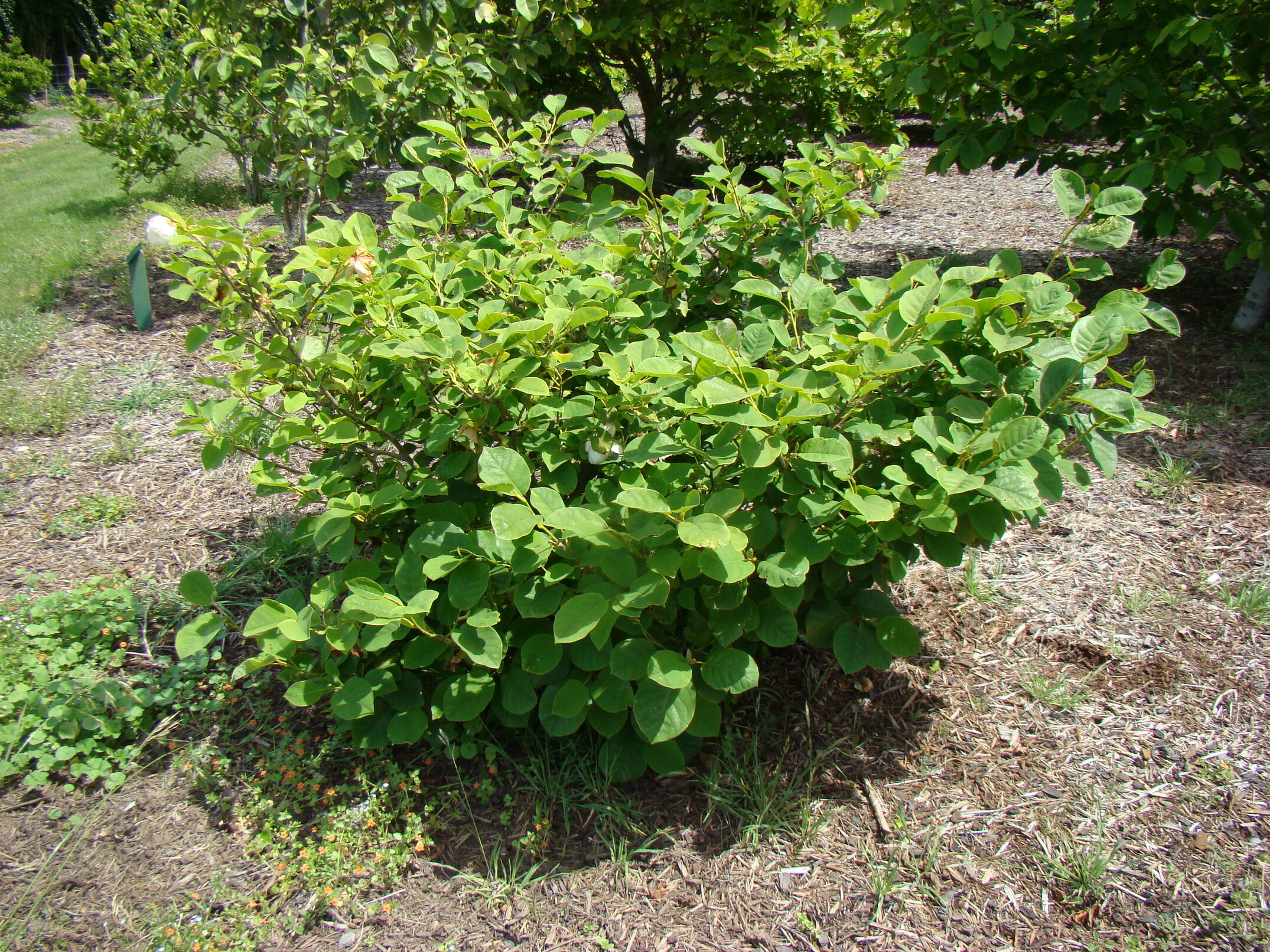 Magnolia sieboldii 3