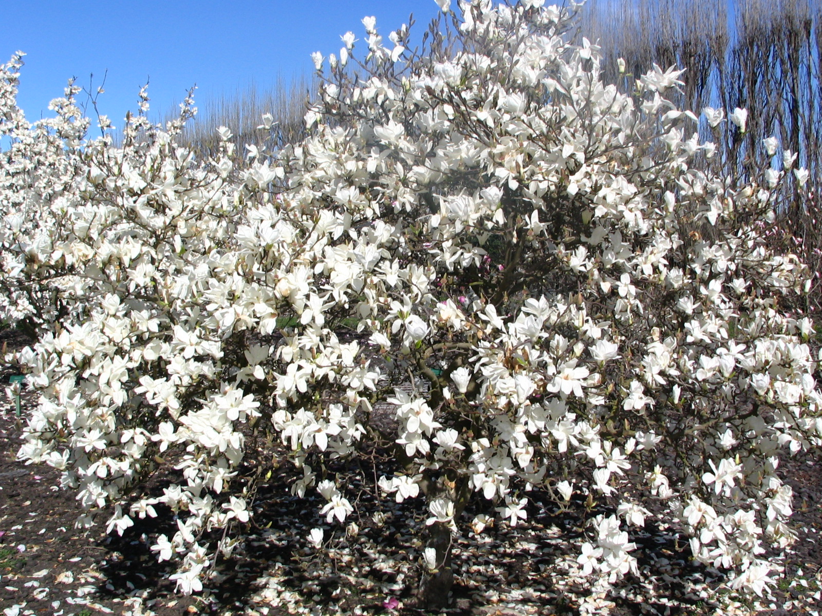 Magnolia Snow White 1