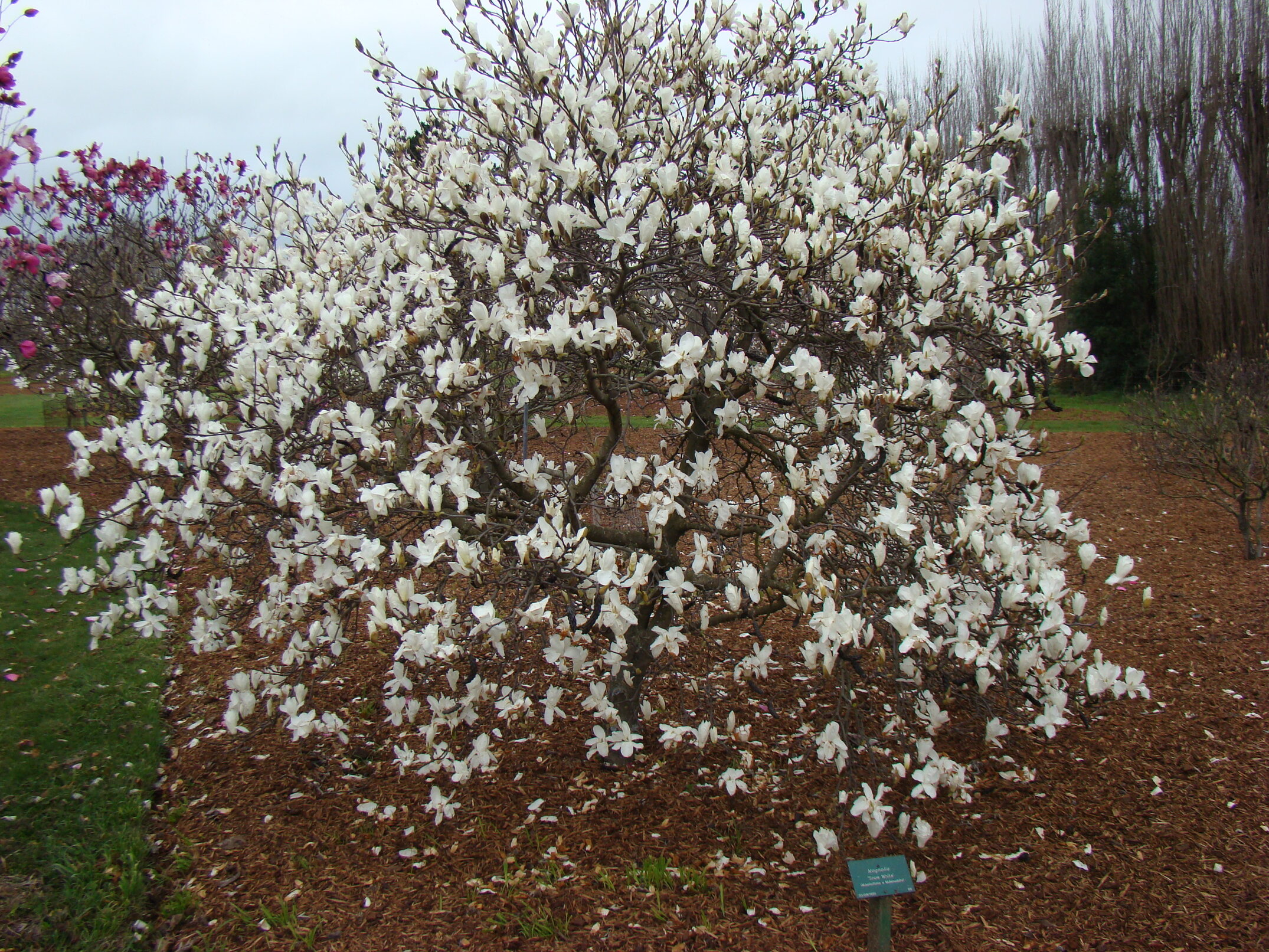 Magnolia Snow White 2