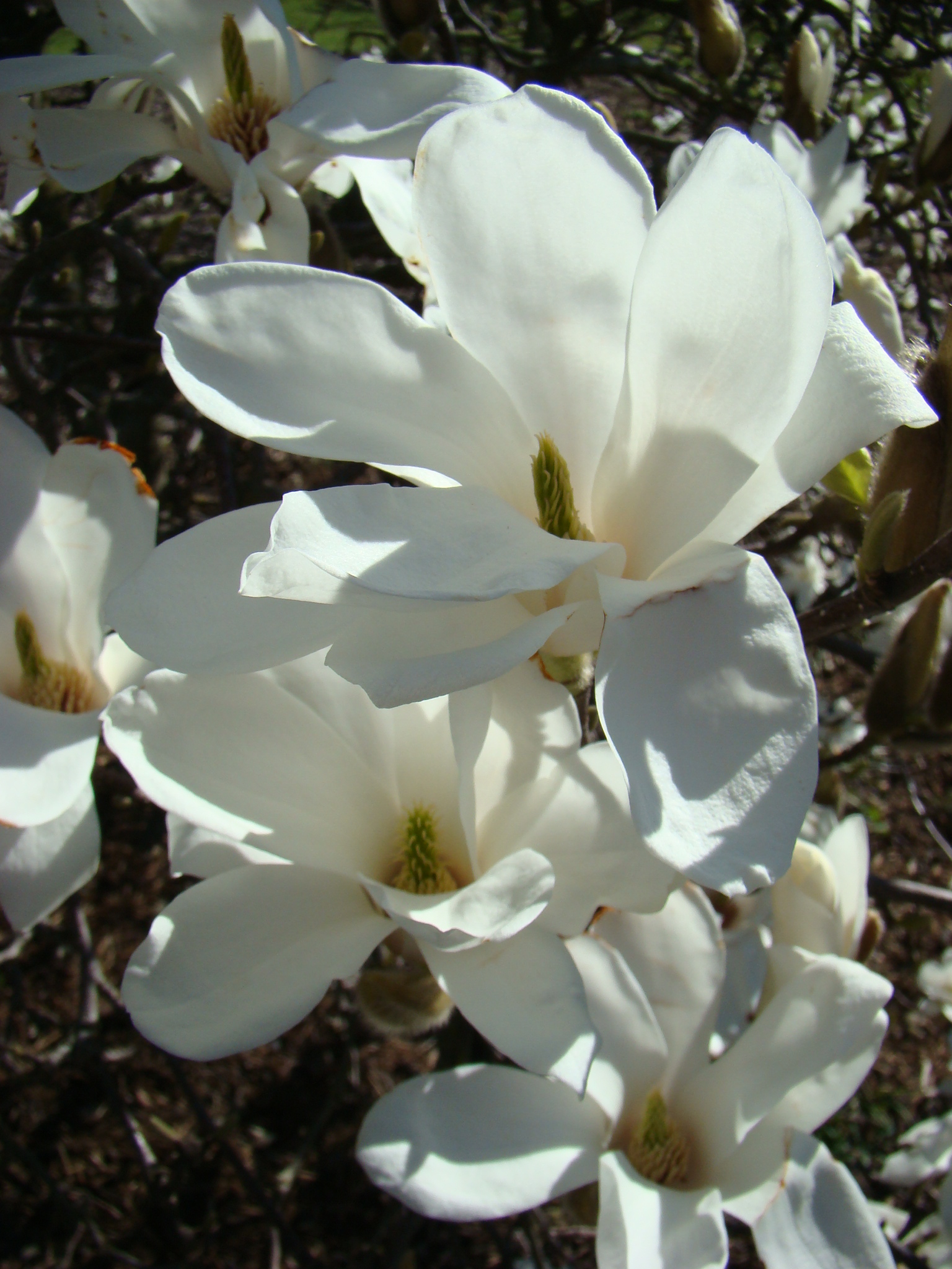 Magnolia Snow White 3