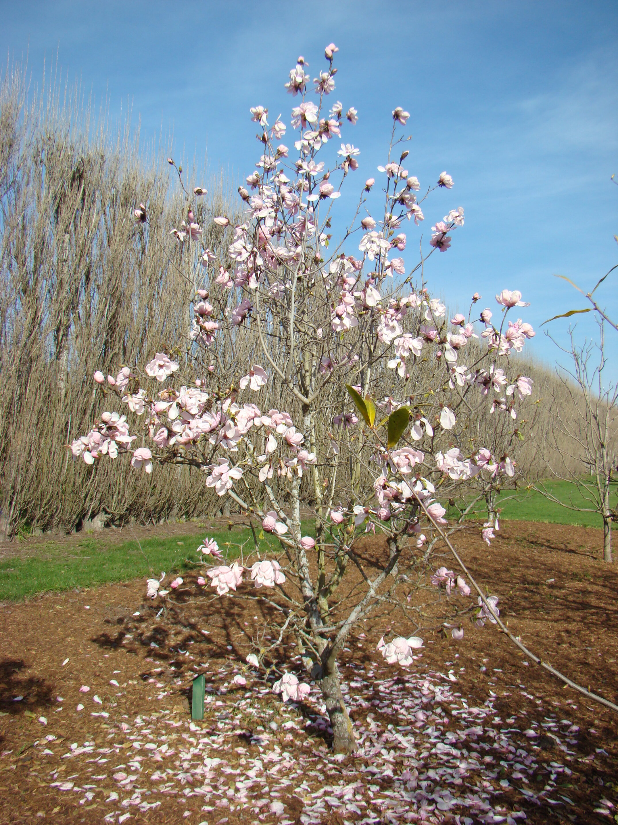 Magnolia sprengeri var. Diva 1