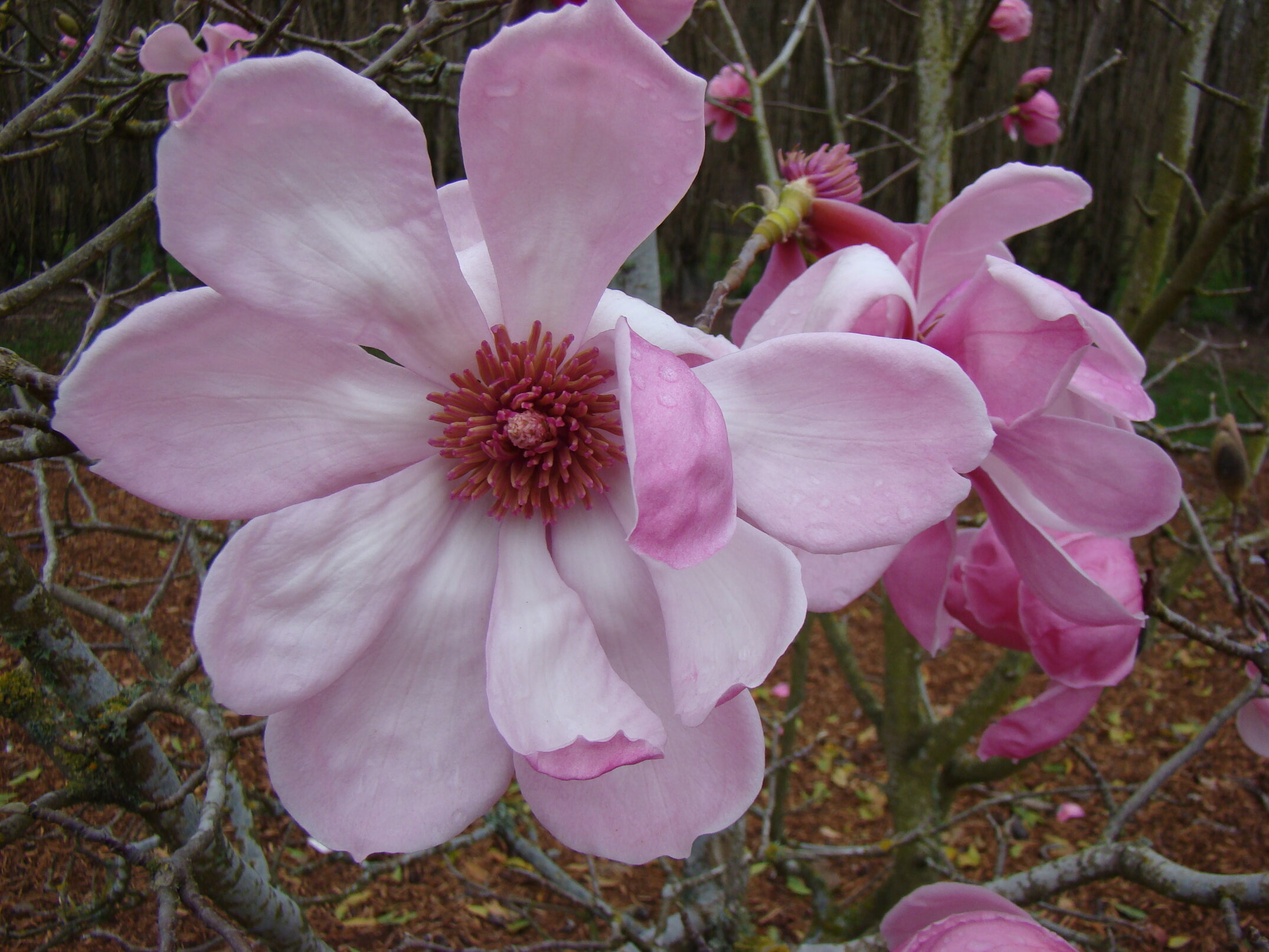 Magnolia sprengeri var. Diva 2