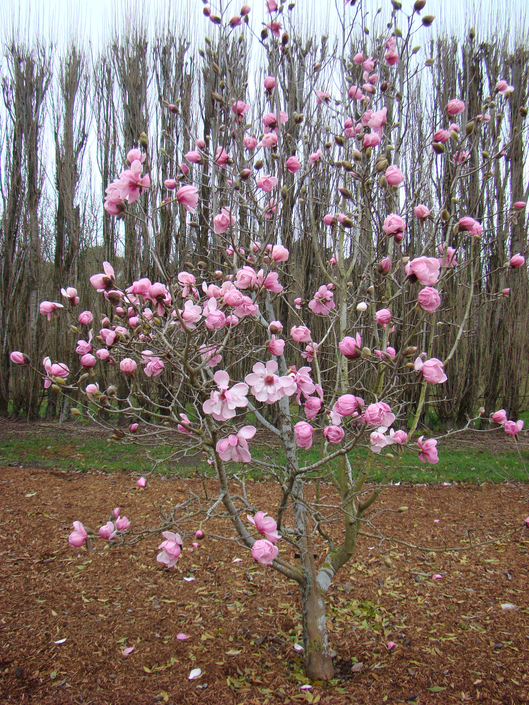 Magnolia sprengeri var. Diva 3