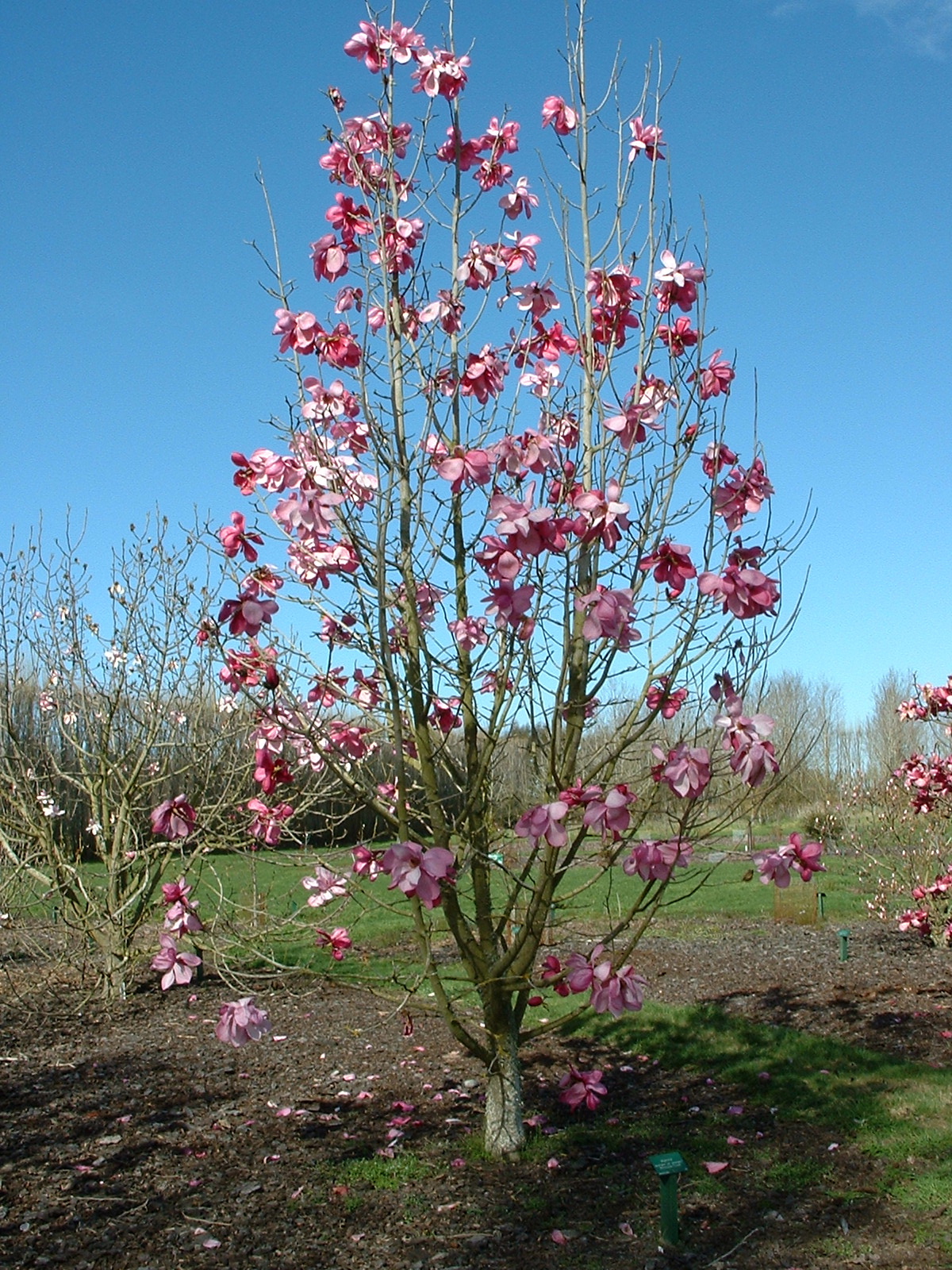 Magnolia sprengeri var. sprengeri Burncoose Purple 3