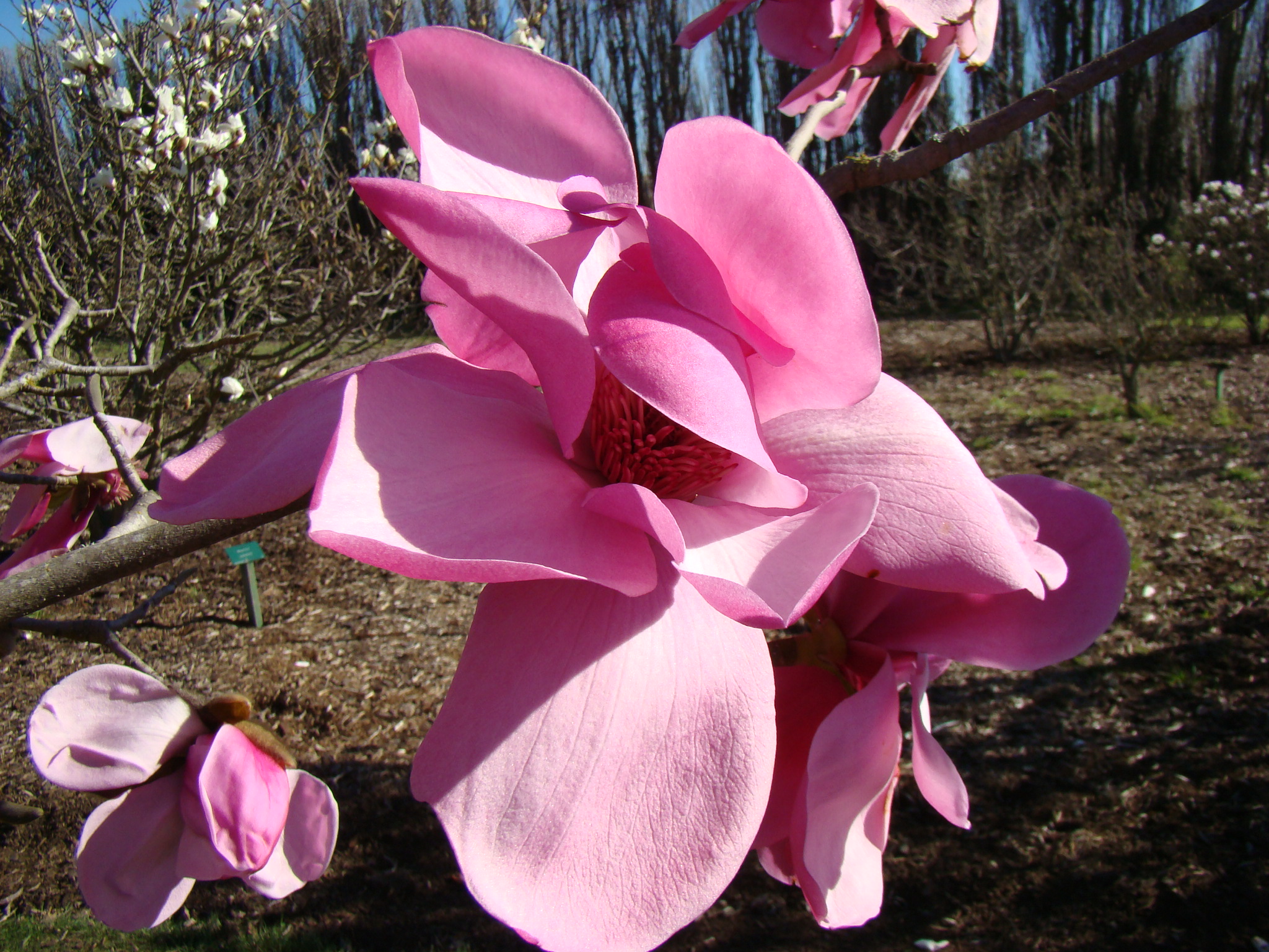 Magnolia sprengeri var. sprengeri Burncoose Purple 4
