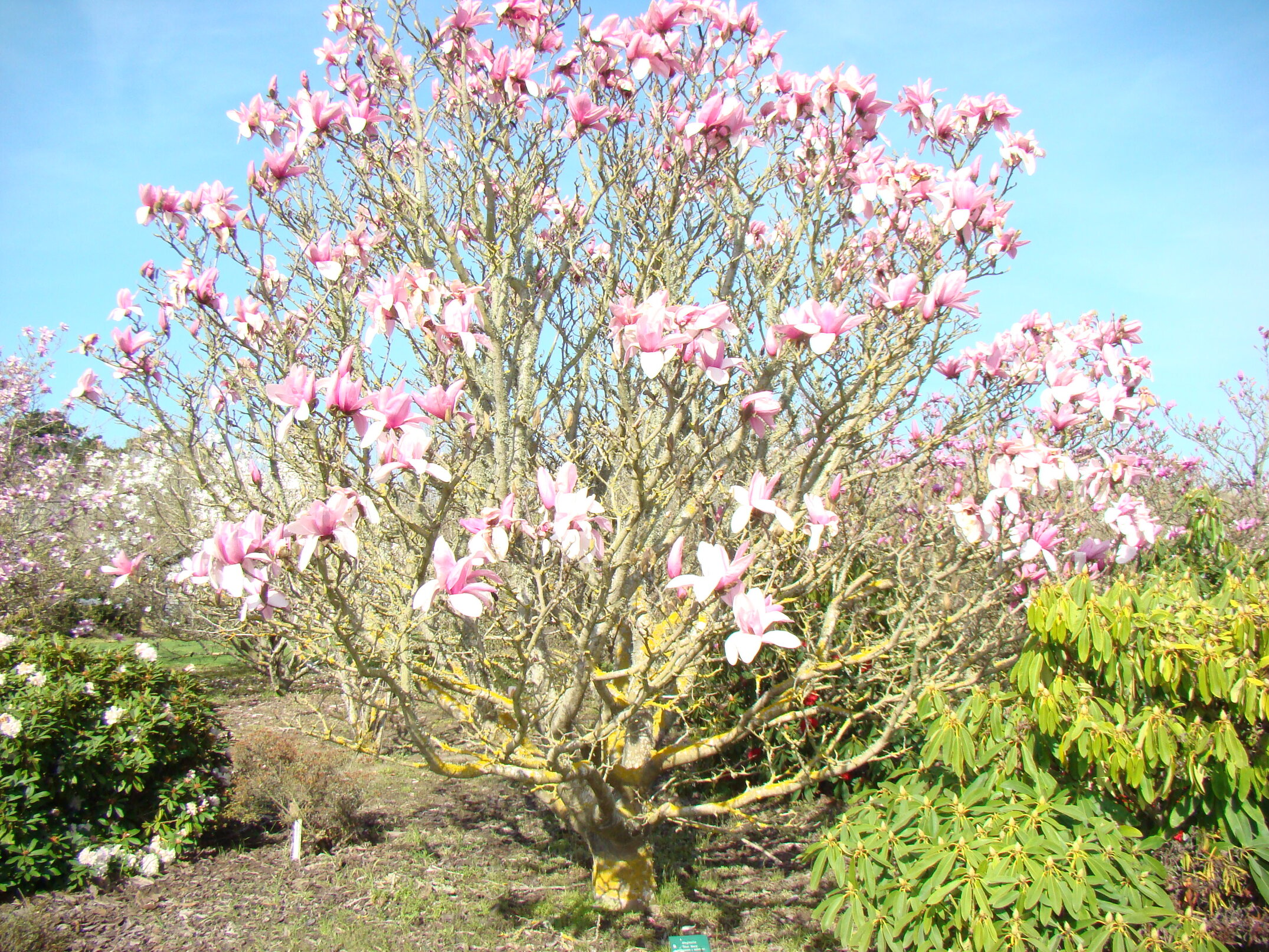 Magnolia Star Wars 3