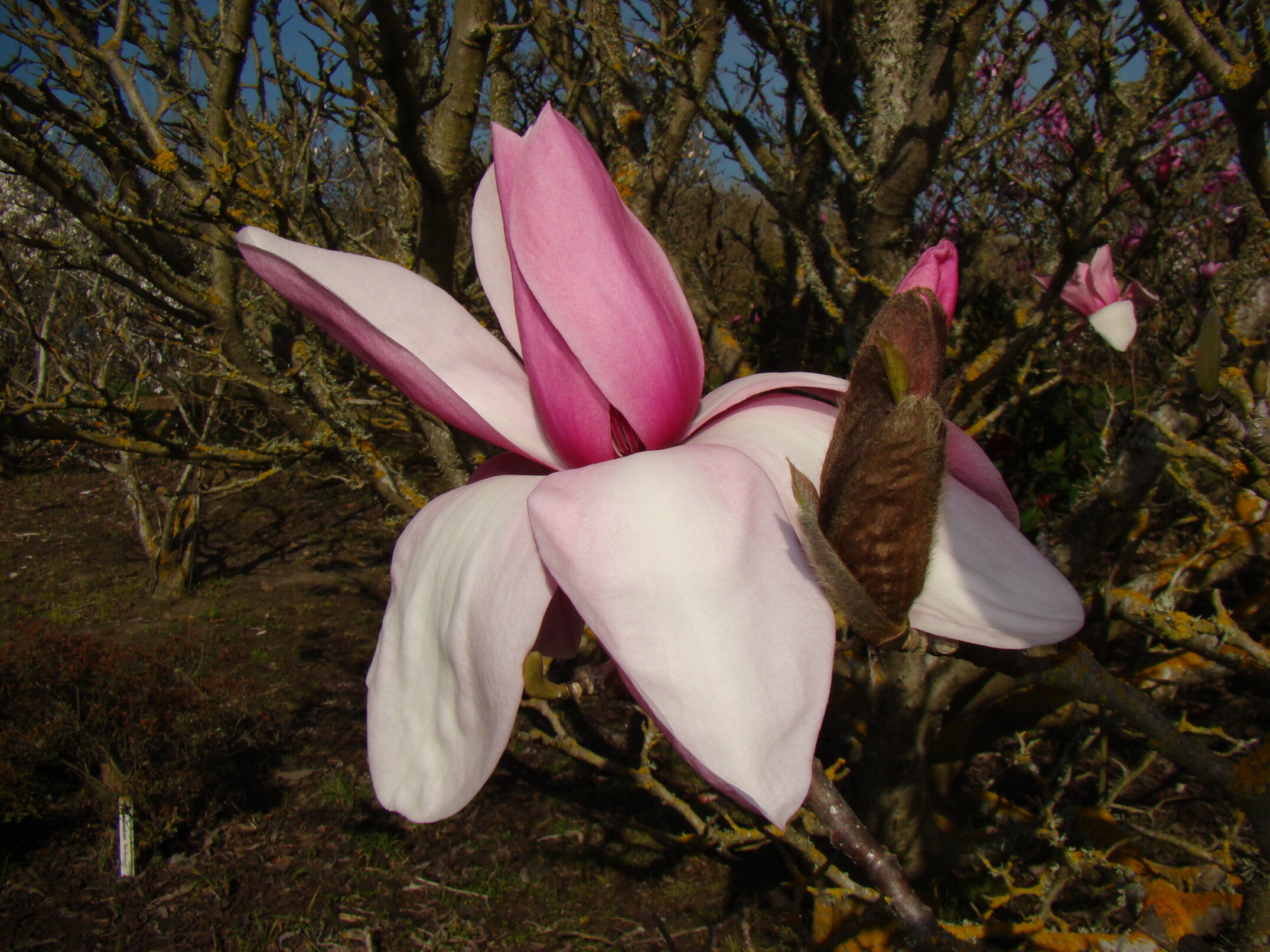 Magnolia Star Wars 4