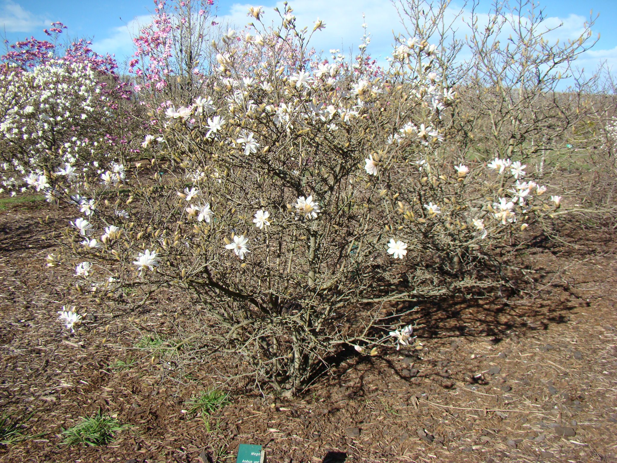 Magnolia stellata 1