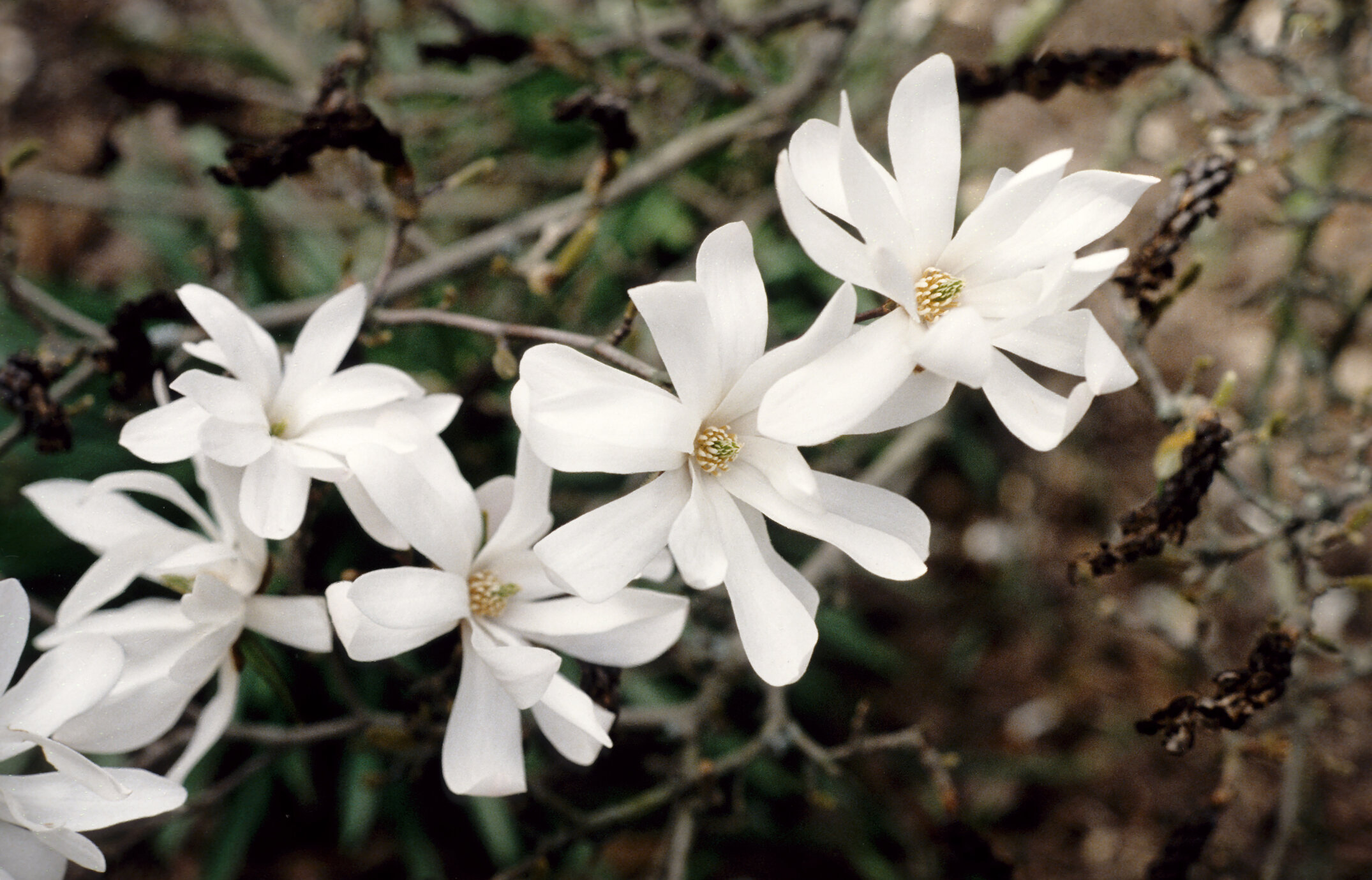Magnolia stellata 3