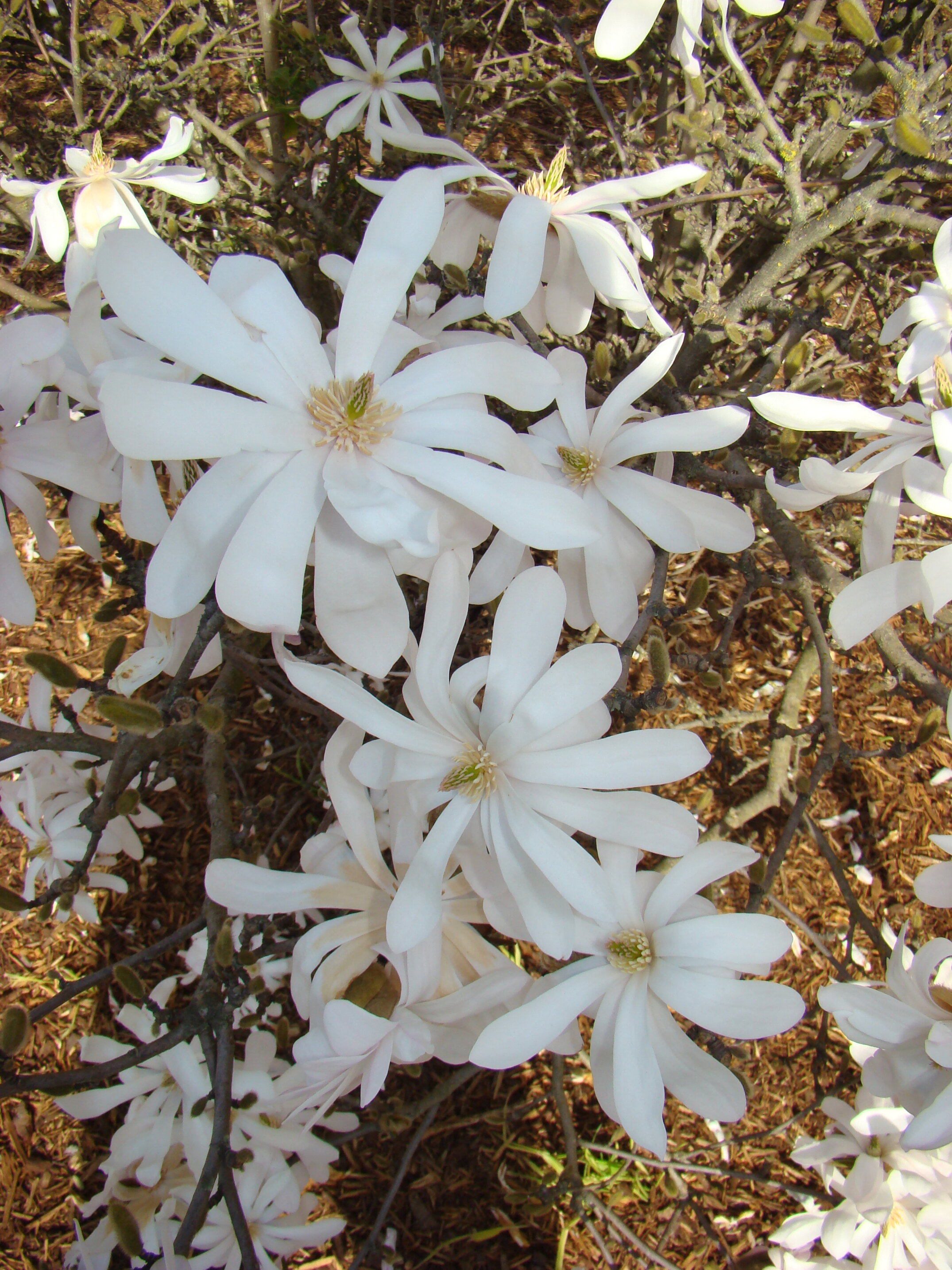 Magnolia stellata 4