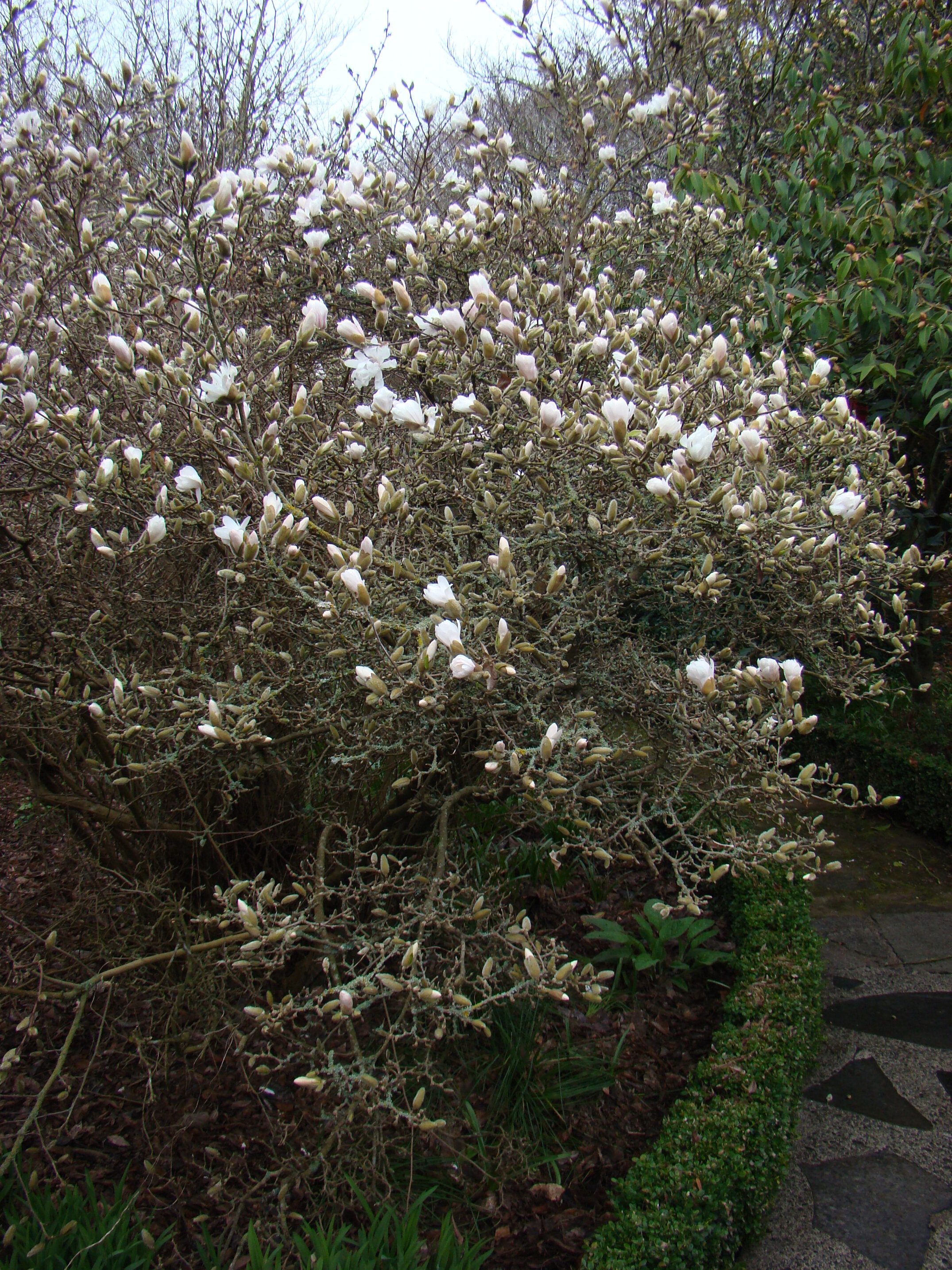 Magnolia stellata 6